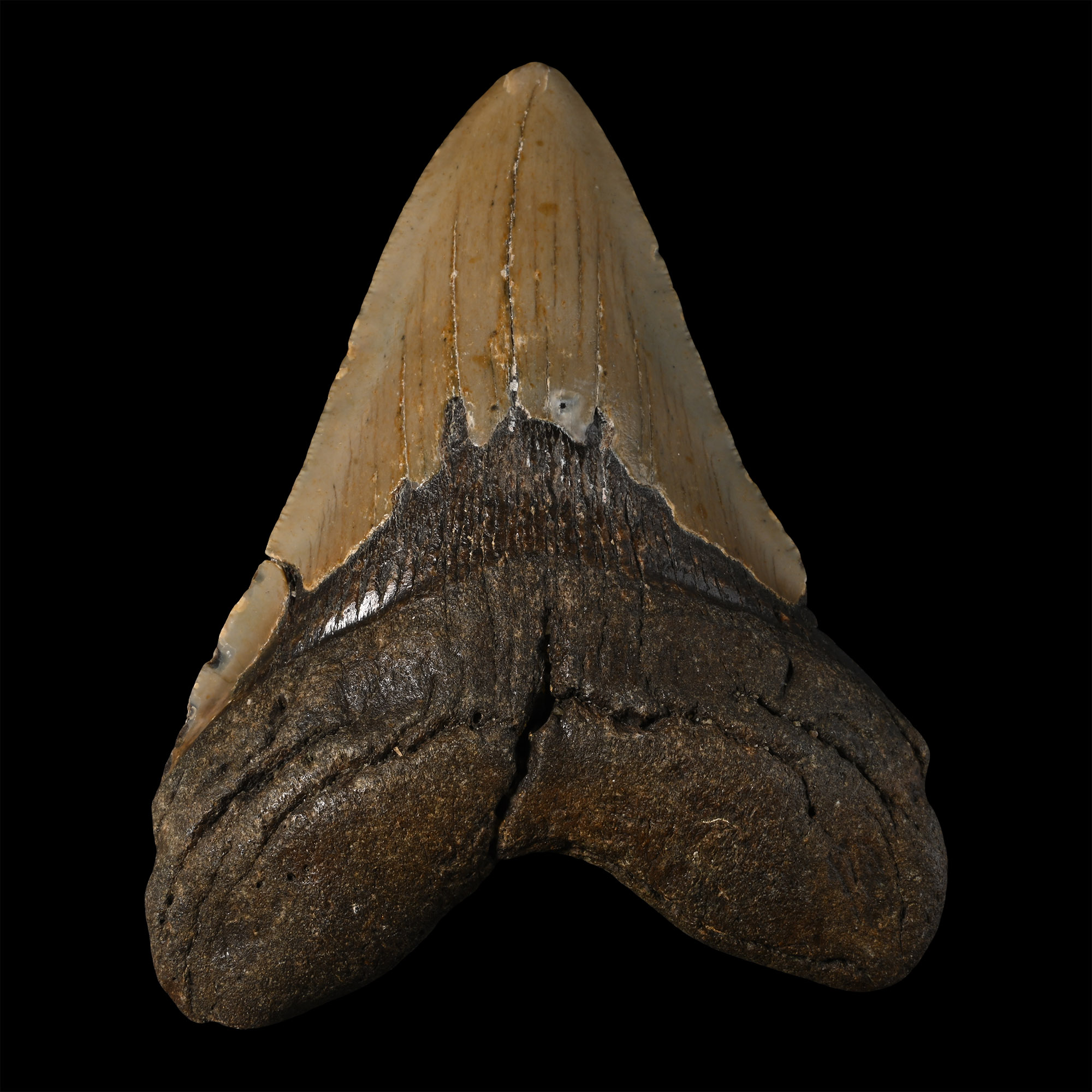 Large Megalodon Extinct Giant Shark Fossil Tooth