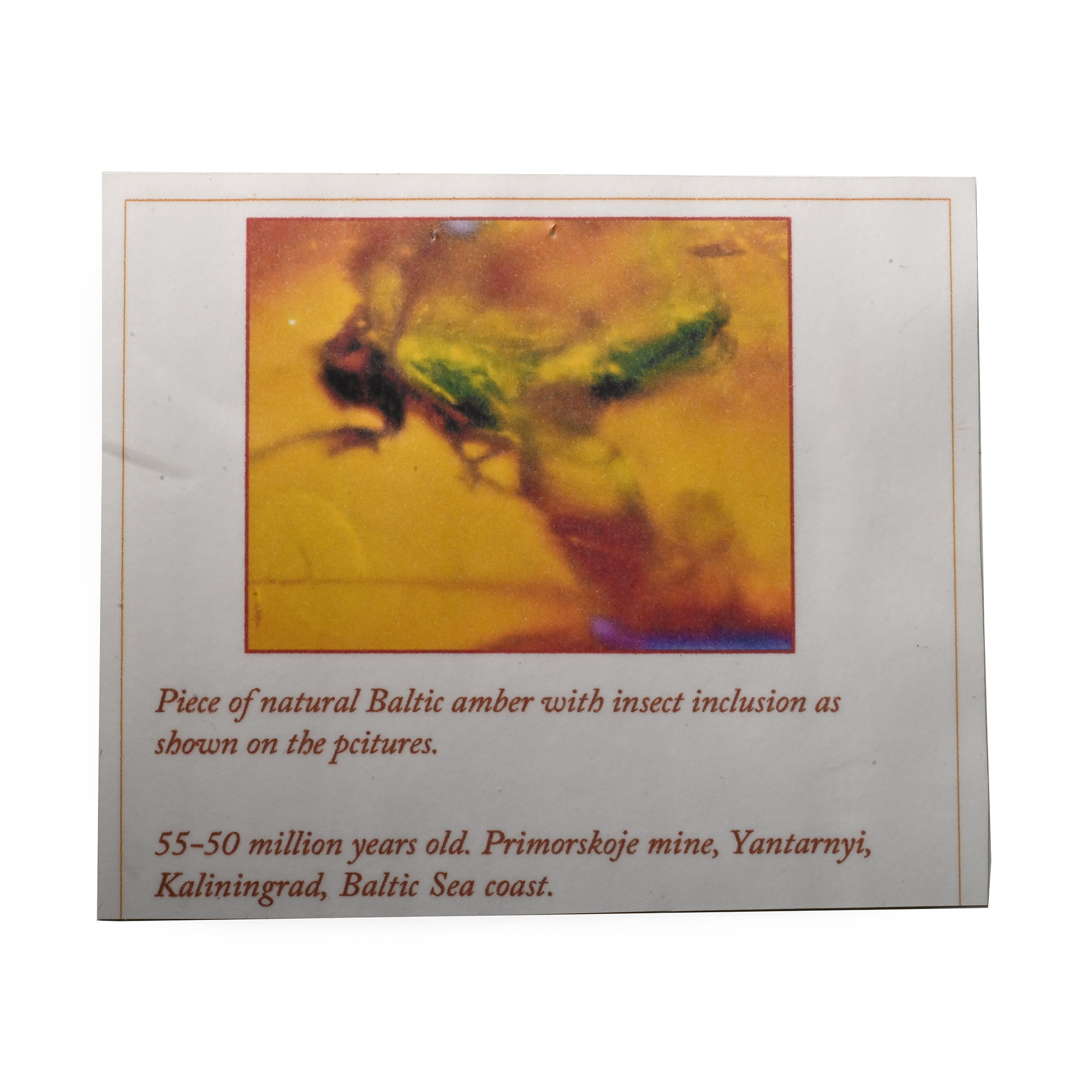 Polished Amber with Insect Inclusion