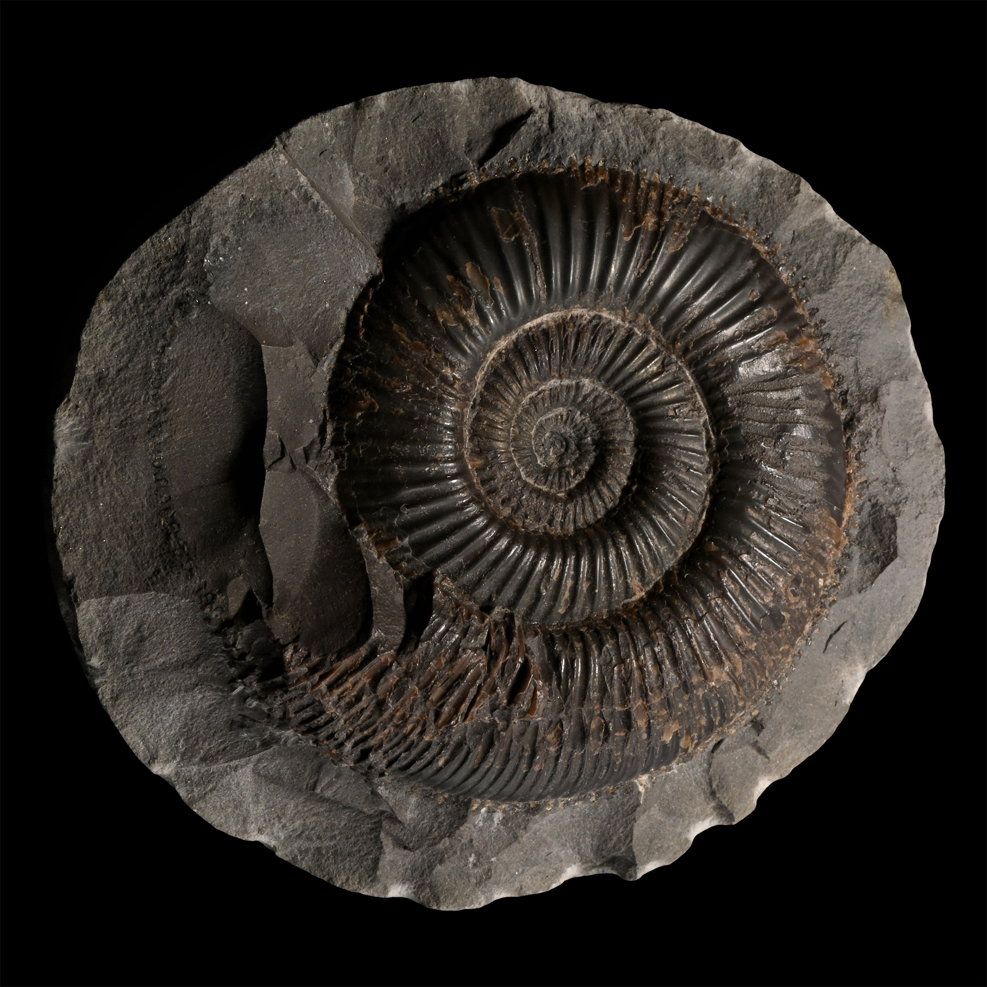 Dactylioceras Fossil Ammonite