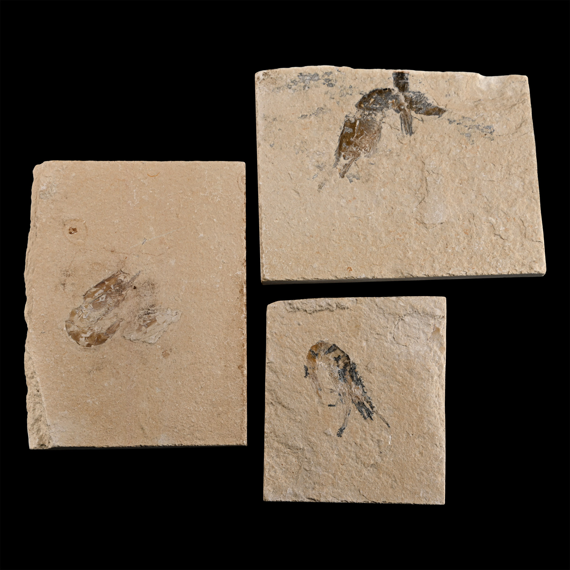 Group of Three Lebanese Fossil Shrimp