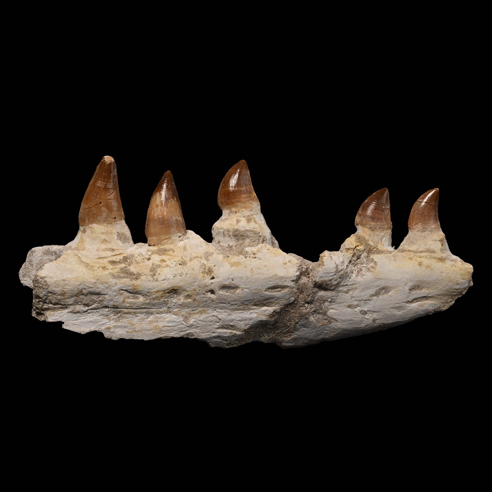 Mosasaur 'Marine Dinosaur' Fossil Jaw Section