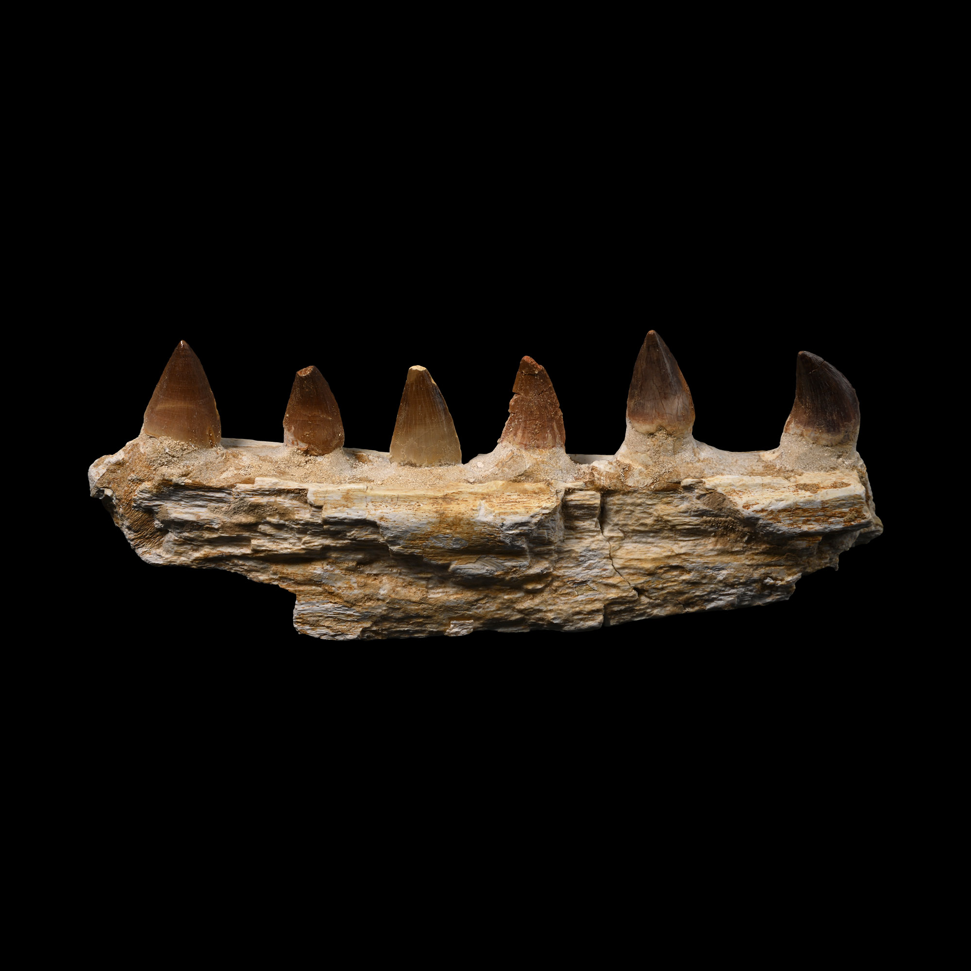 Mosasaur 'Marine Dinosaur' Fossil Jaw Section