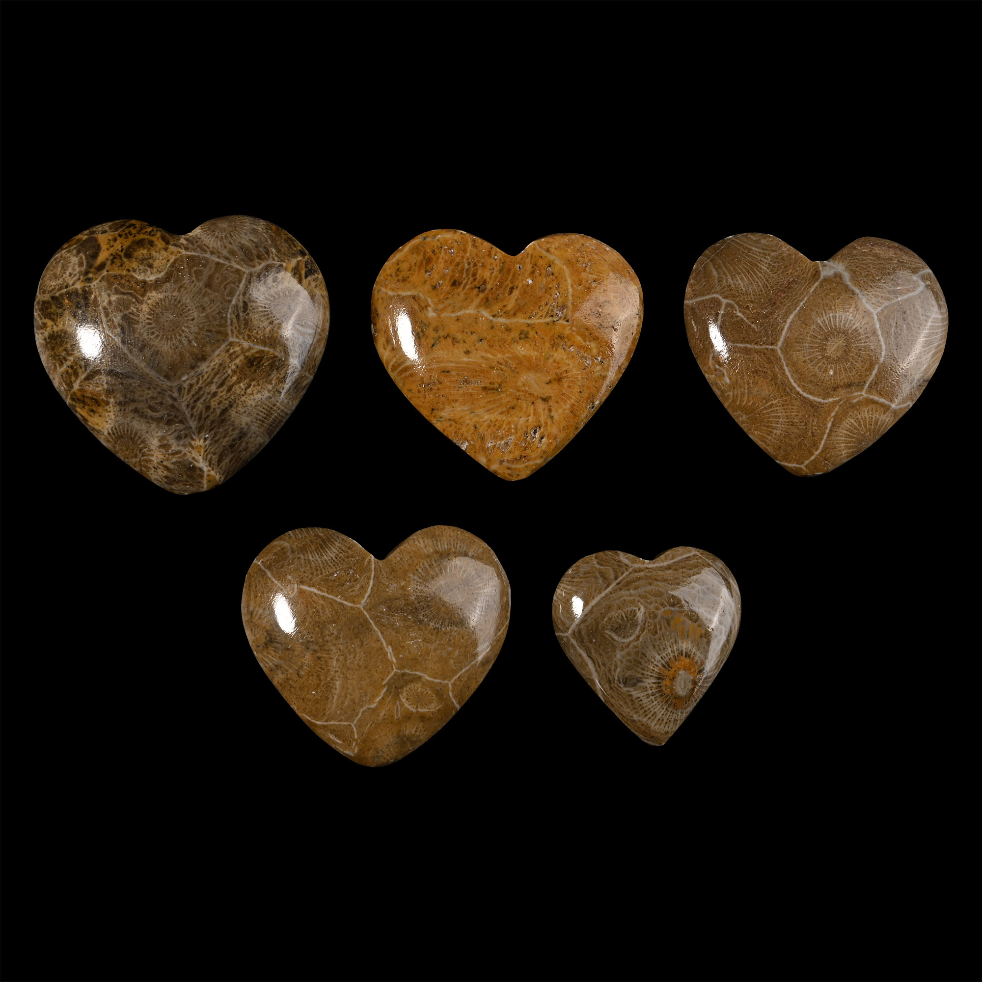 Group of Five Polished Fossilised Coral Head Hearts