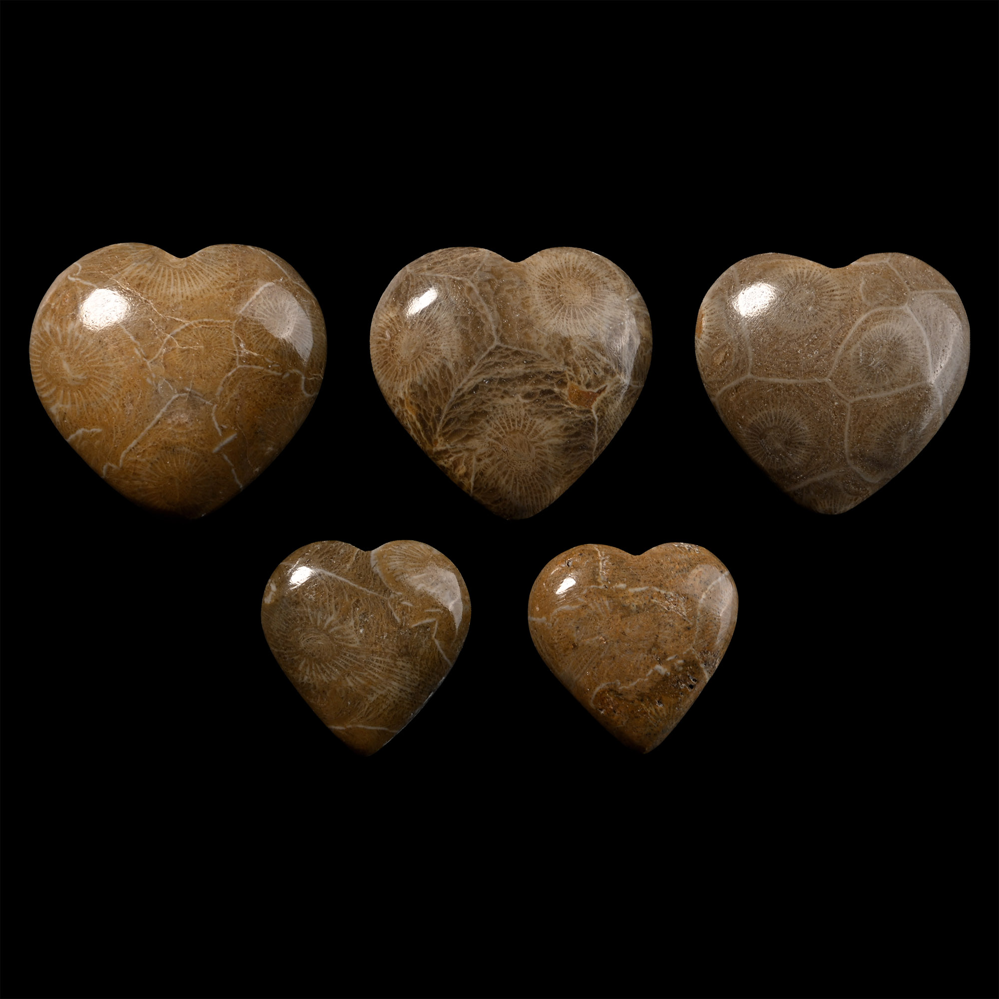 Group of Five Polished Fossilised Coral Head Hearts
