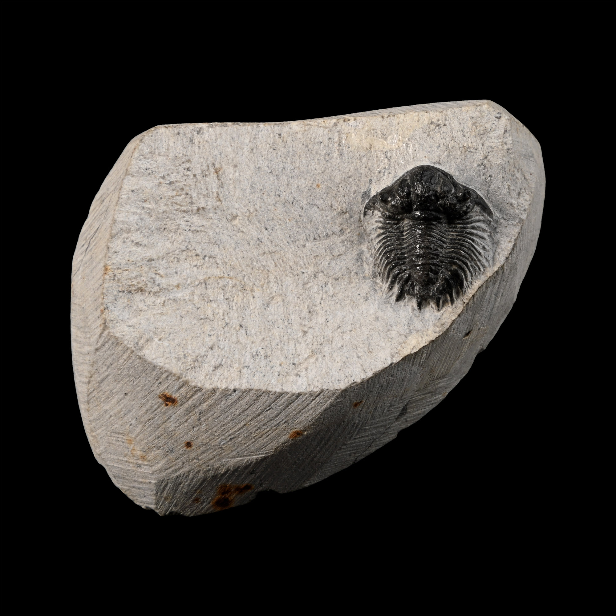 Stunning Scutellum Fossil Trilobite in Matrix