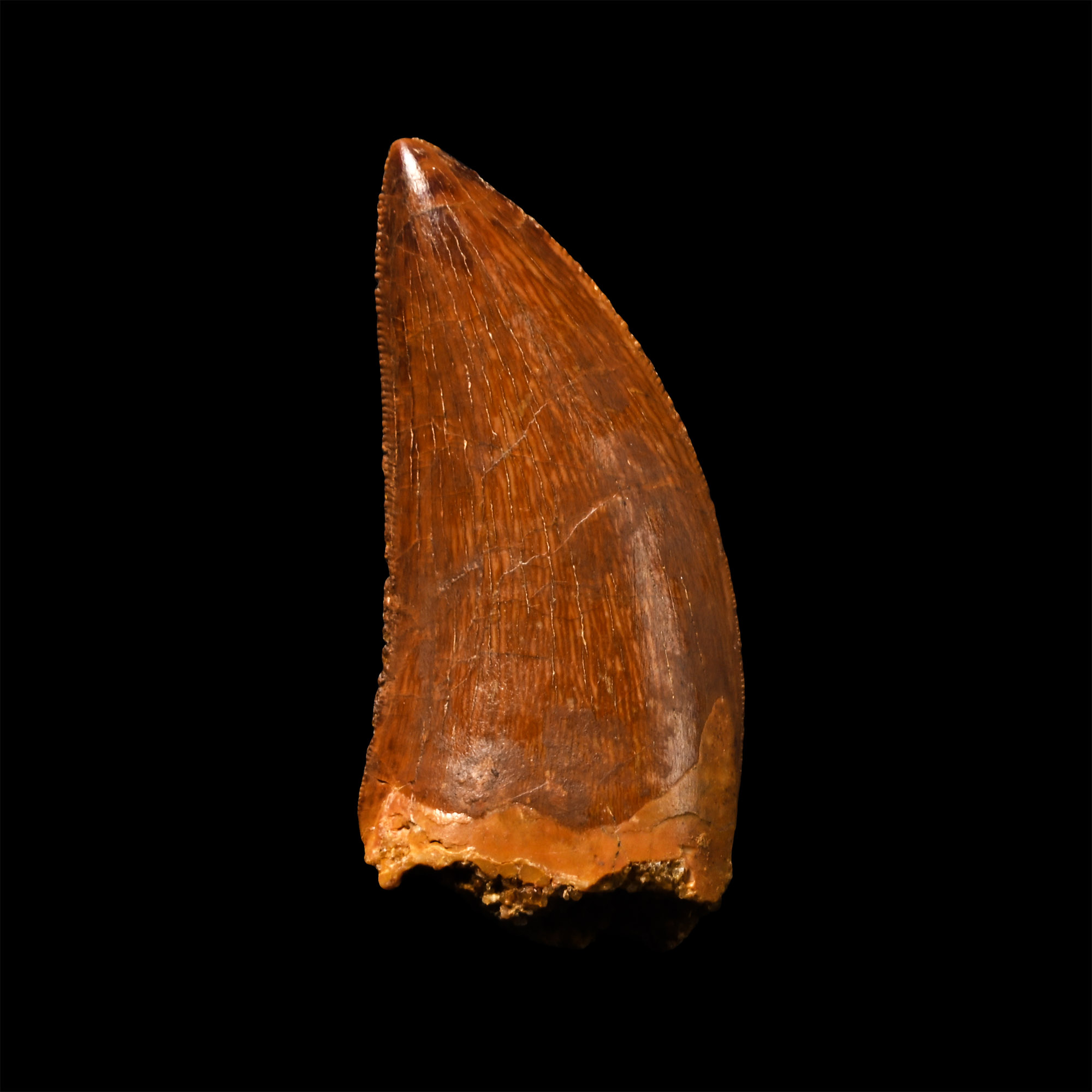 Carcharodontosaurus North African 'T-Rex' Fossil Dinosaur Tooth