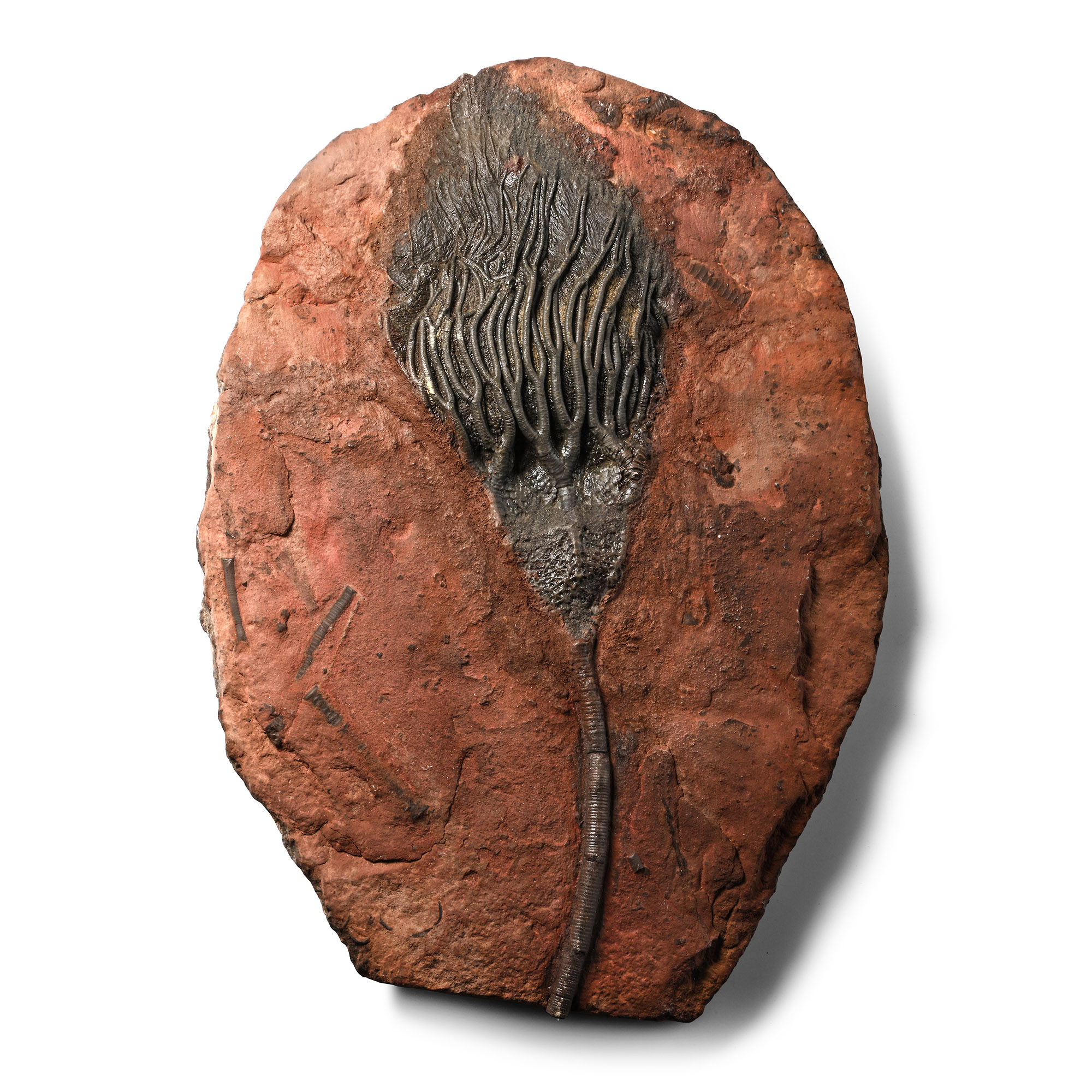 Fossil Crinoid Plate