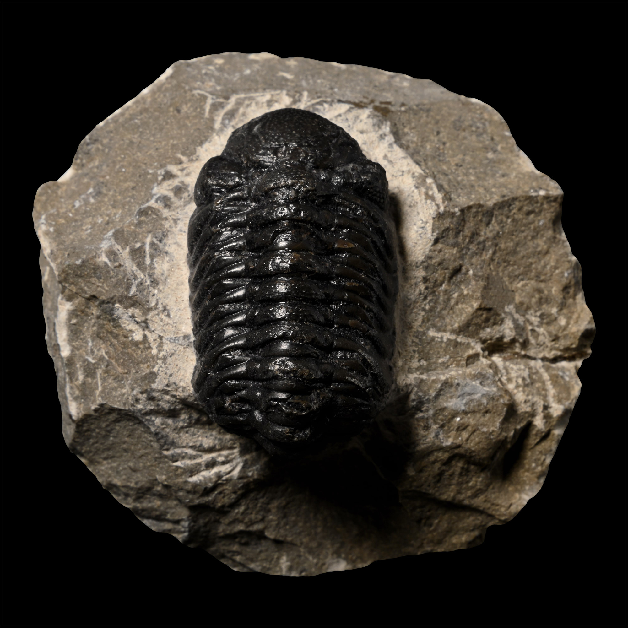 Phacops Fossil Trilobite in Matrix