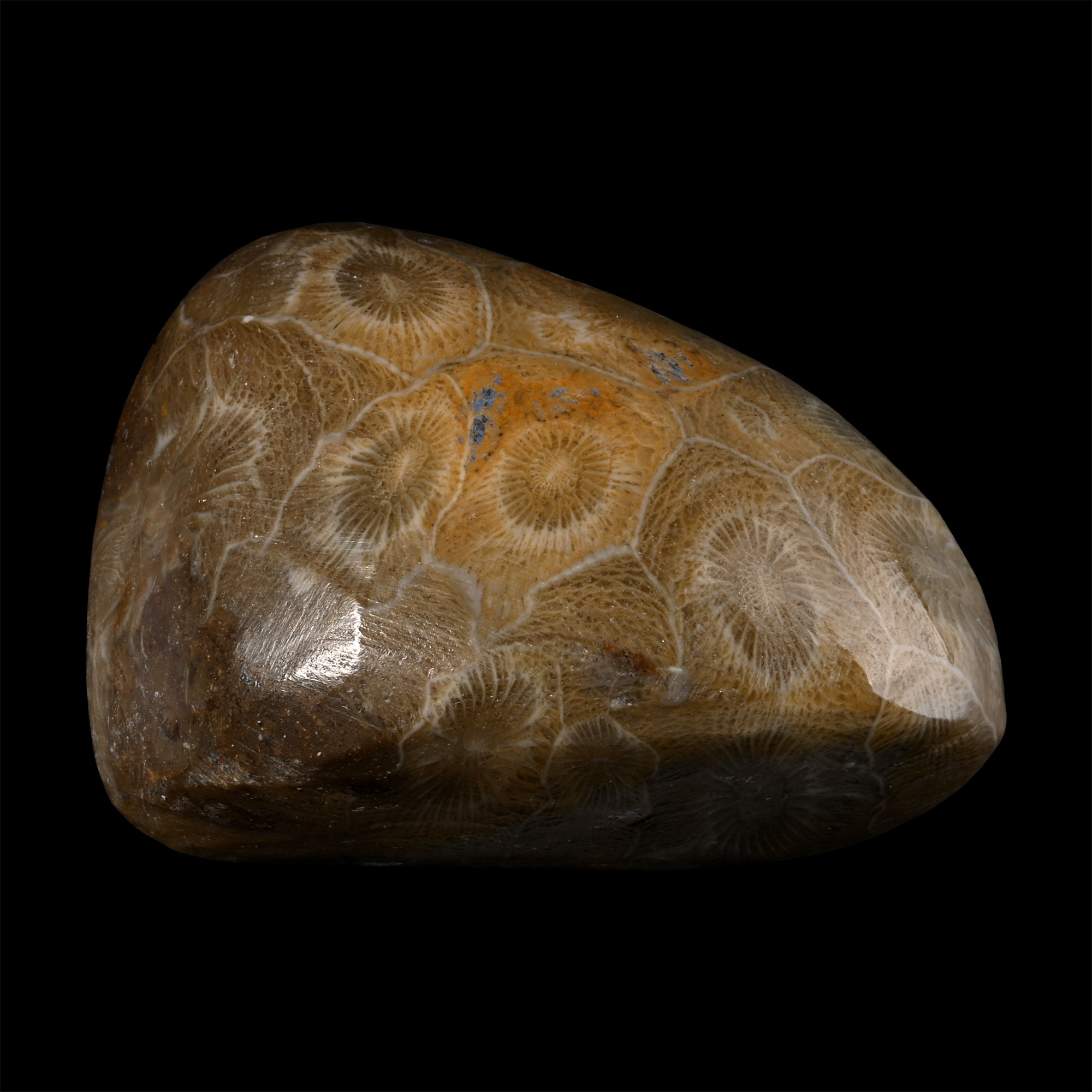 Polished Fossilised Coral Head