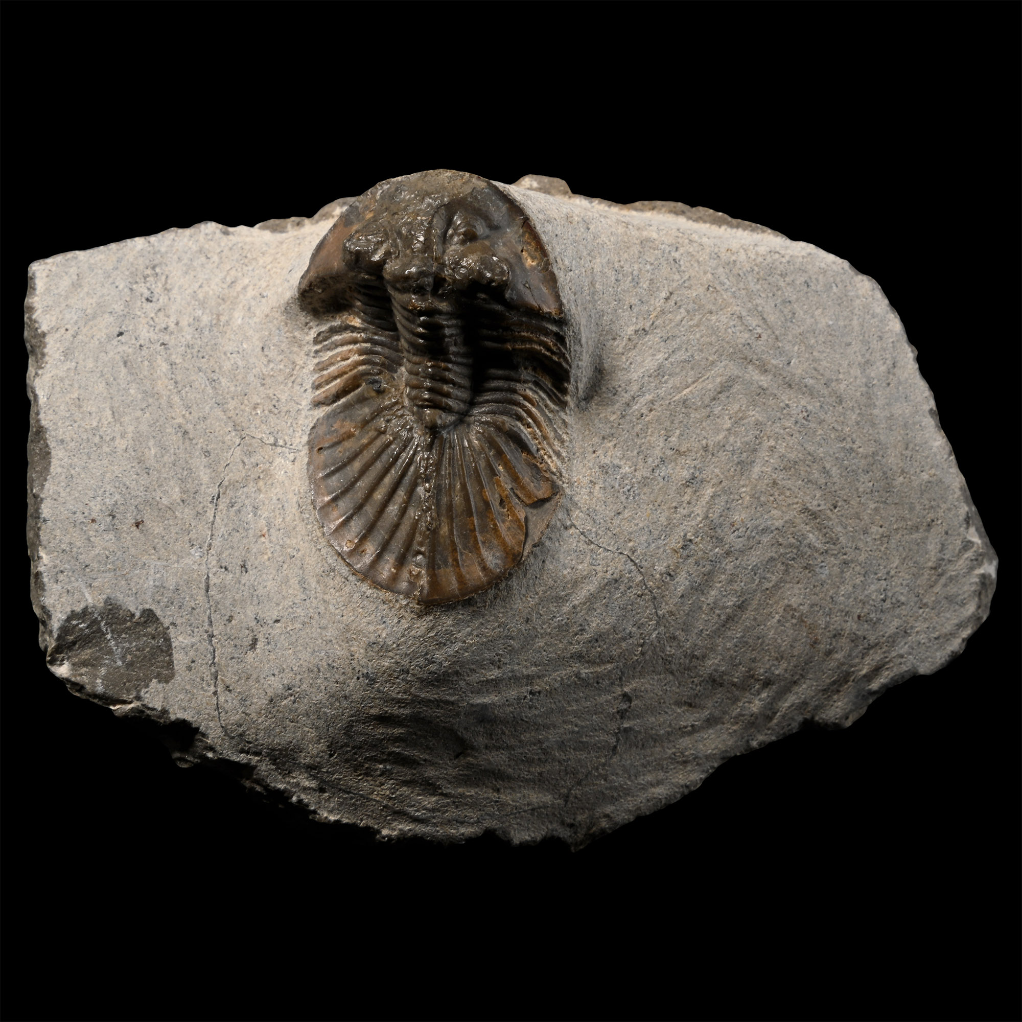 Scutellum Fossil Trilobite