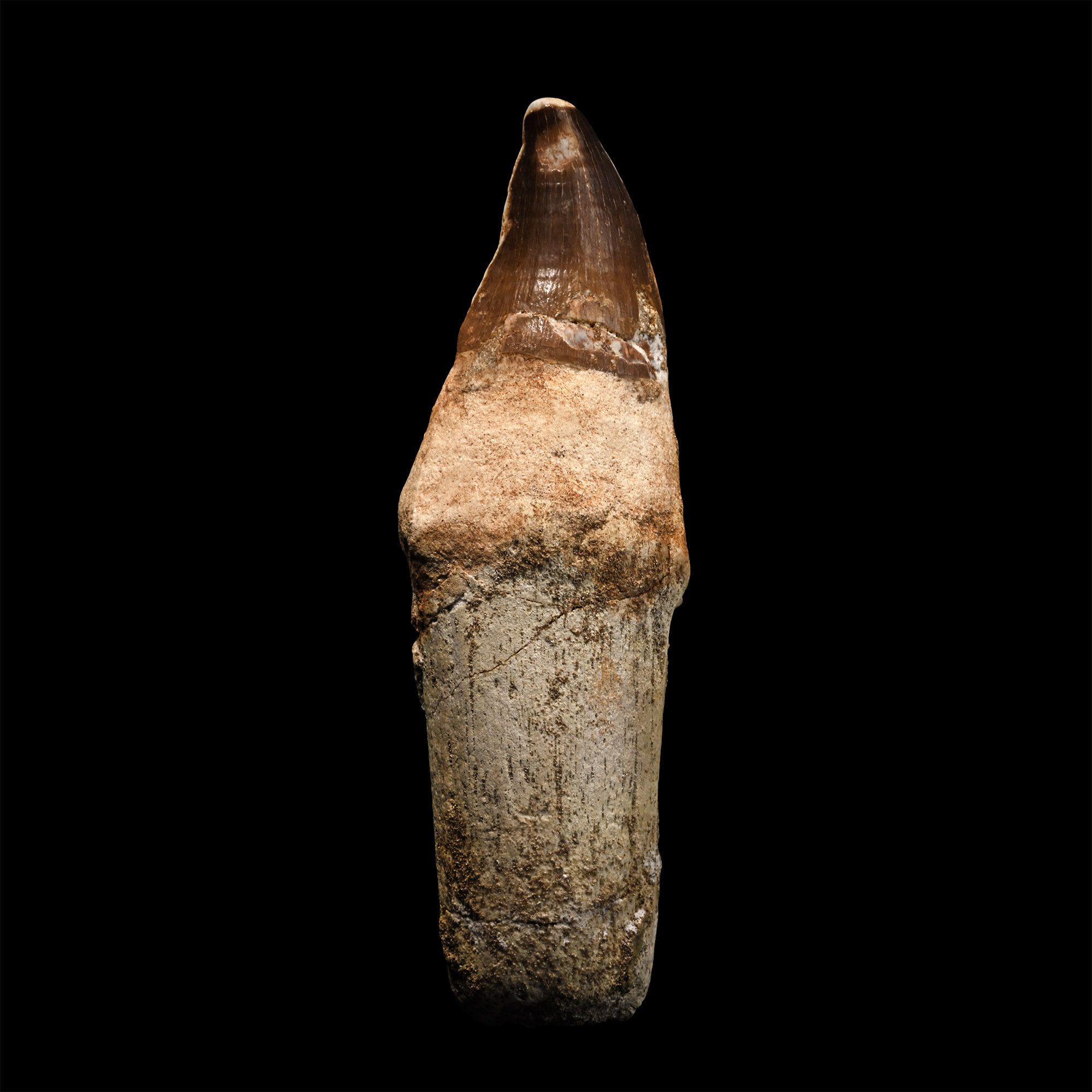 Mosasaur 'Marine Dinosaur' Fossil Tooth with Root