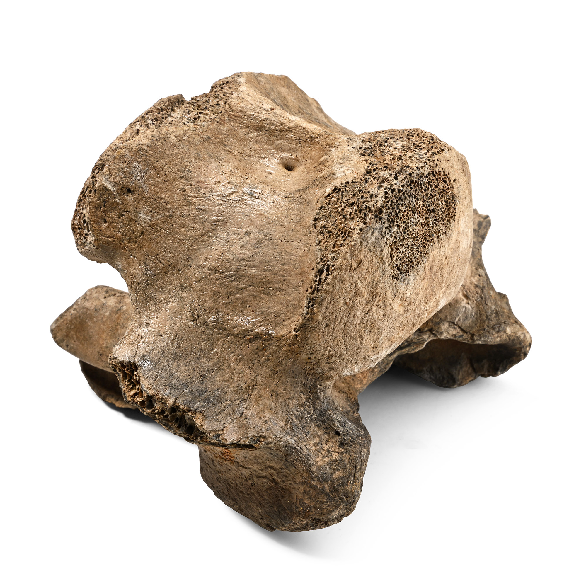 North Sea Fossil Bison Vertebra