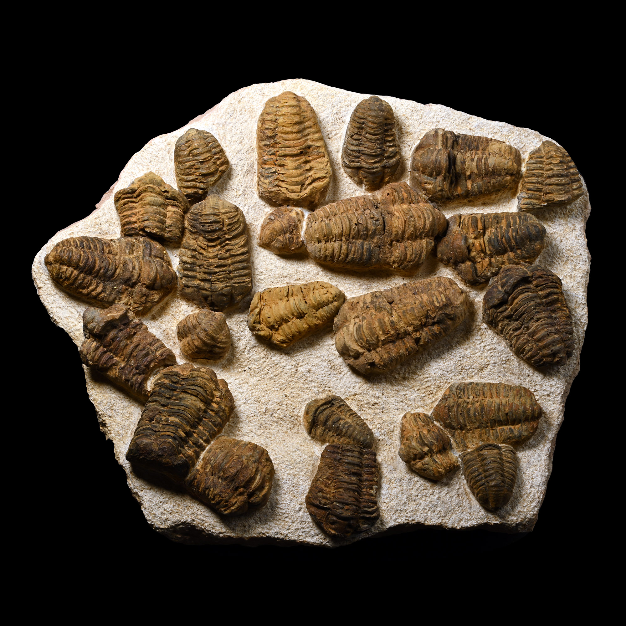 Flexicalymene Fossil Trilobite Cluster in Matrix