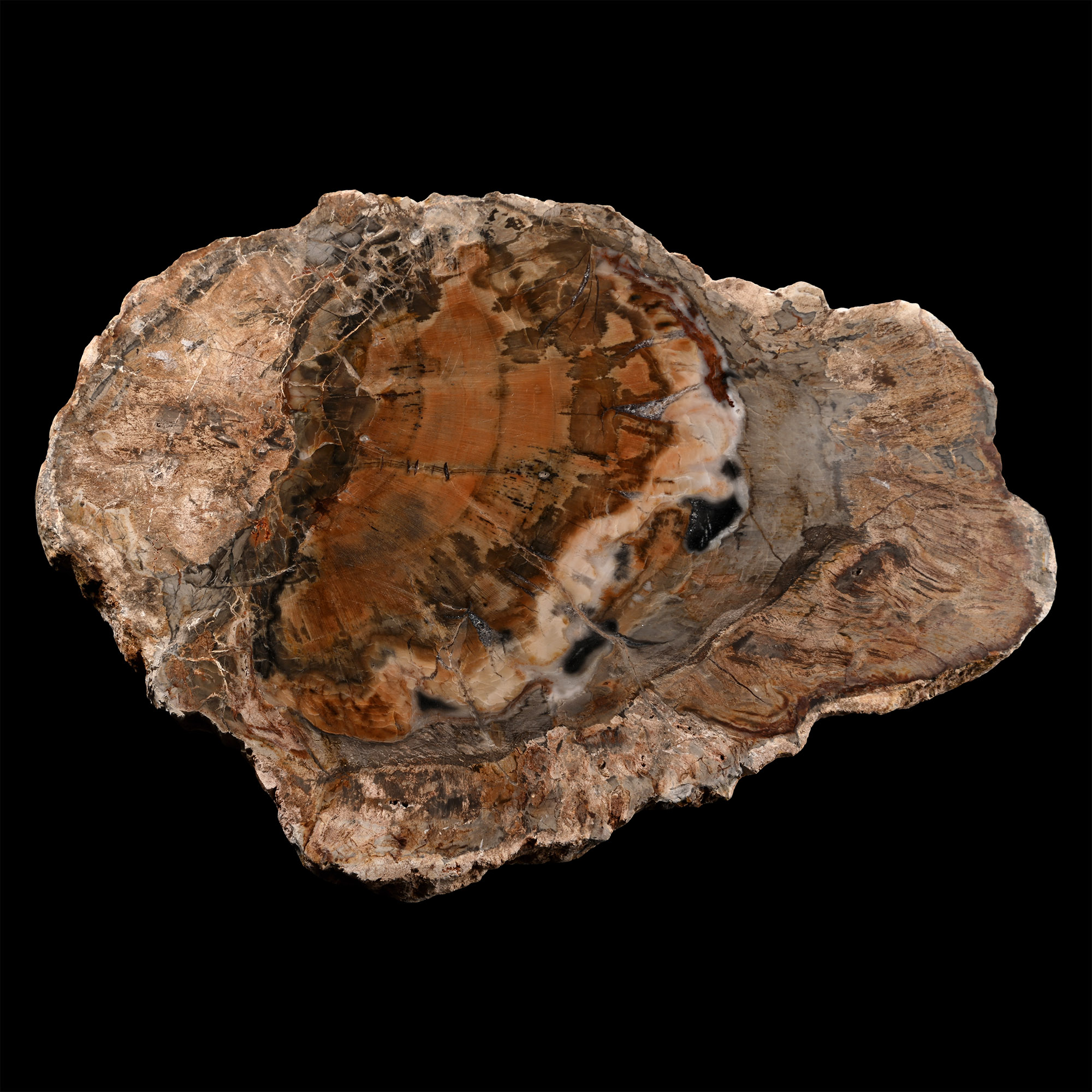 Cut and Polished Fossil Tree Slice
