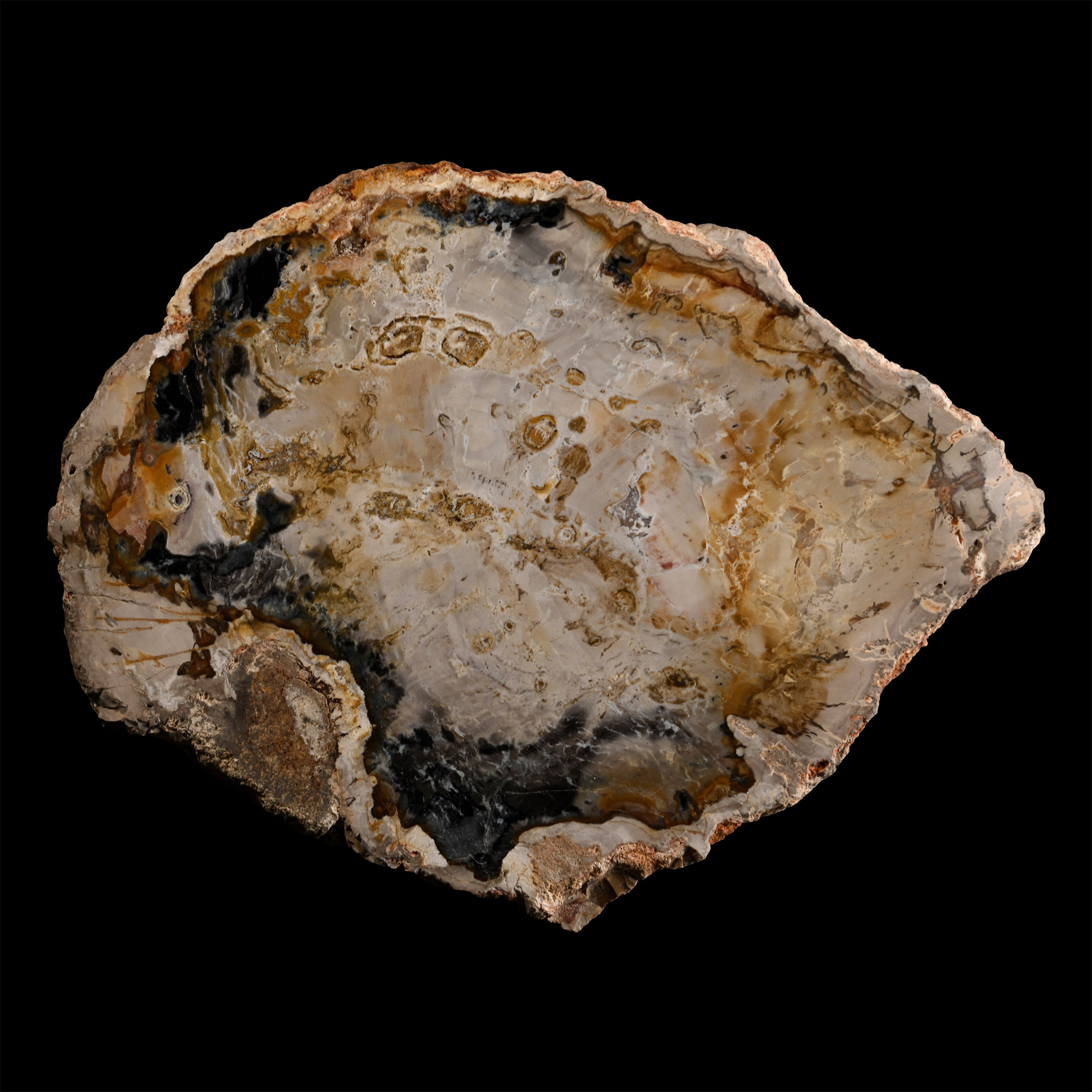 Cut and Polished Fossil Tree Slice