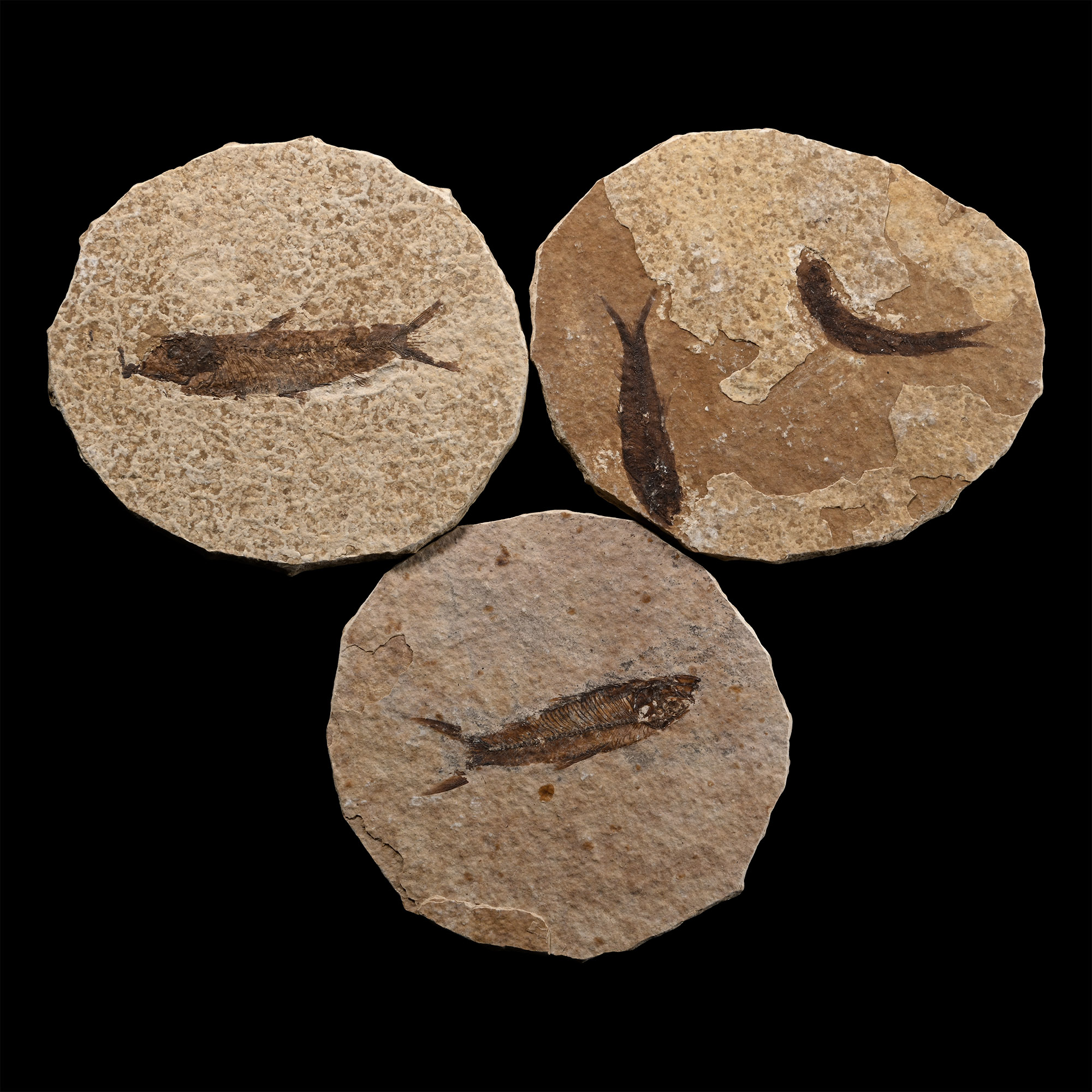 Three North American Knightia Fossil Fish