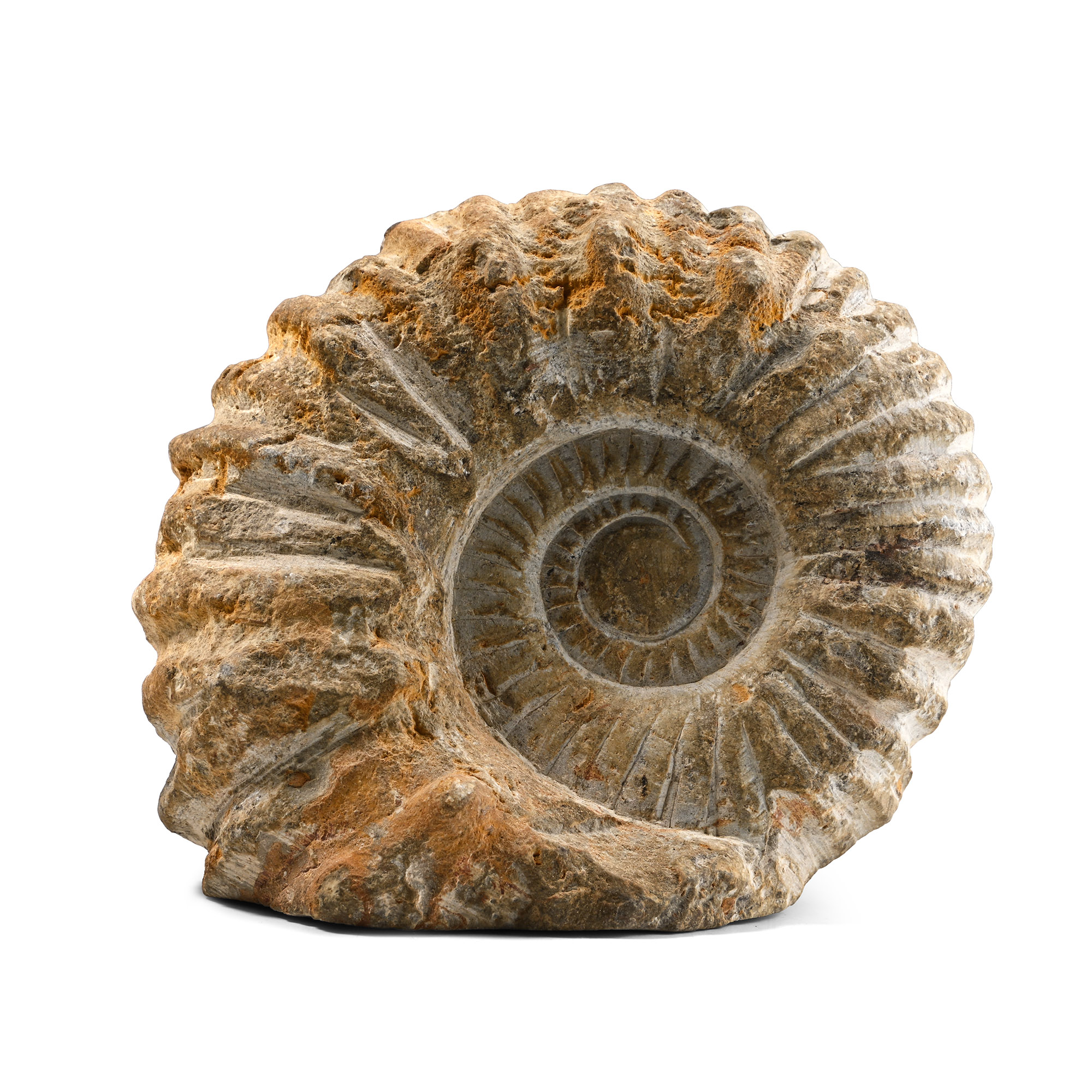 Agadir Fossil Ammonite