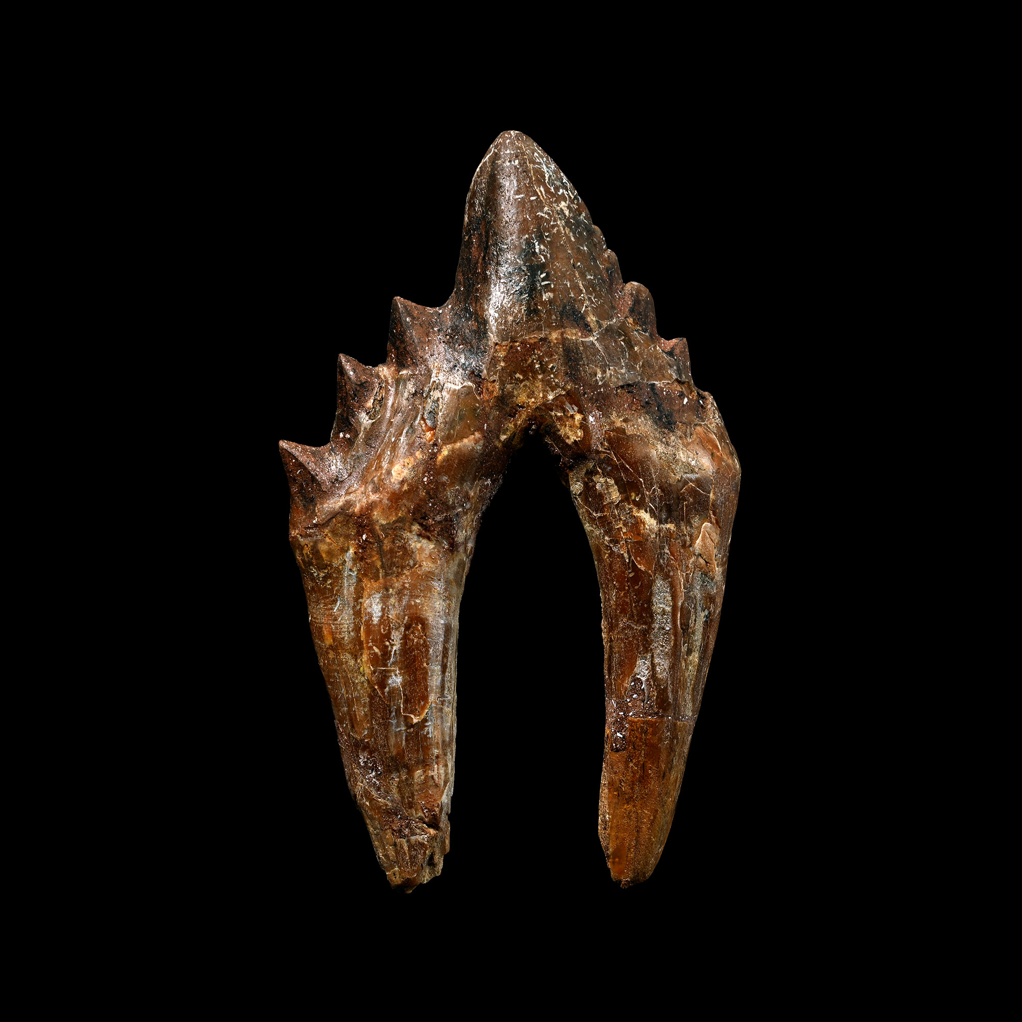 Large Chrysocetus 'Marine Dinosaur' Double Rooted Fossil Tooth