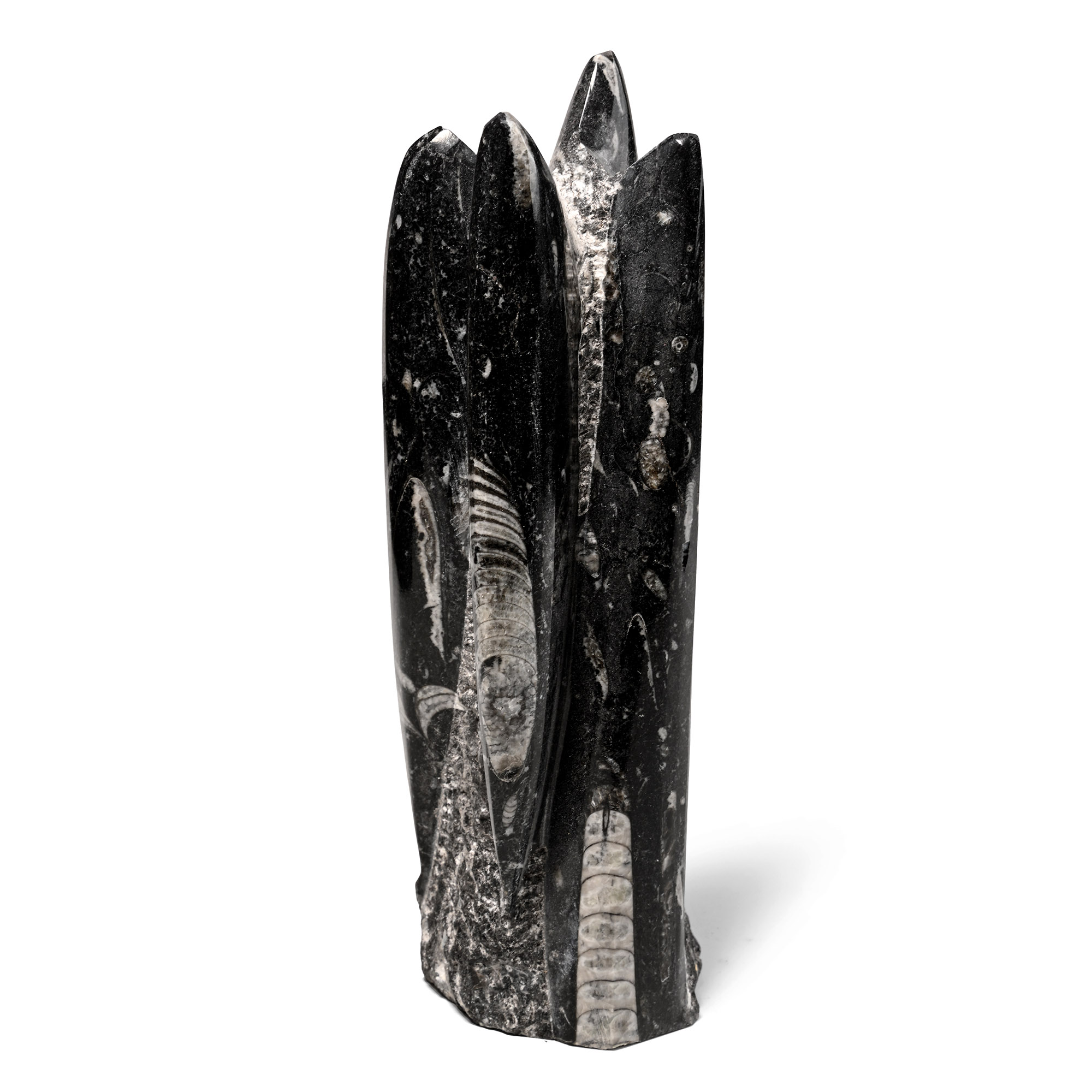 Fossil Orthoceras Polished Display Column