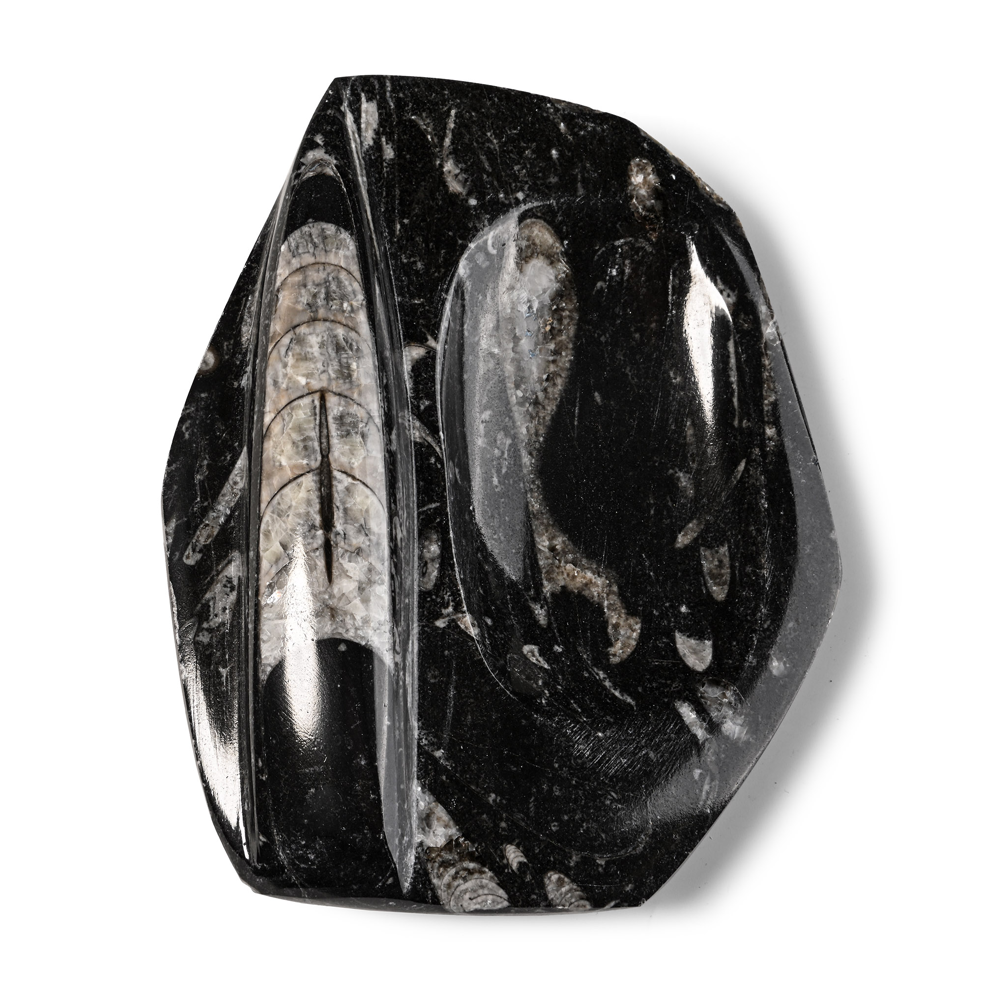 Fossil Orthoceras Polished Trinket Dish