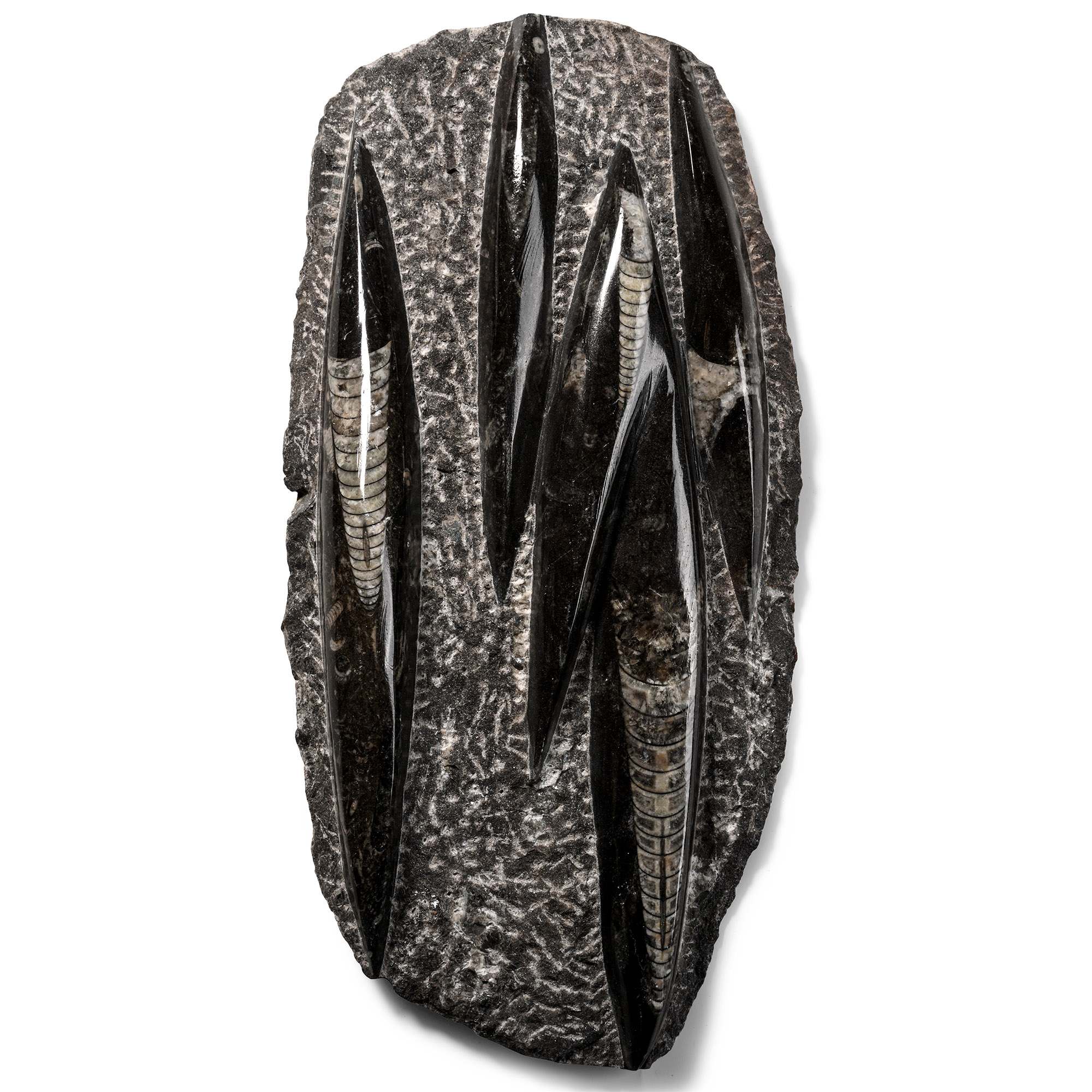 Fossil Orthoceras Polished Display Plaque