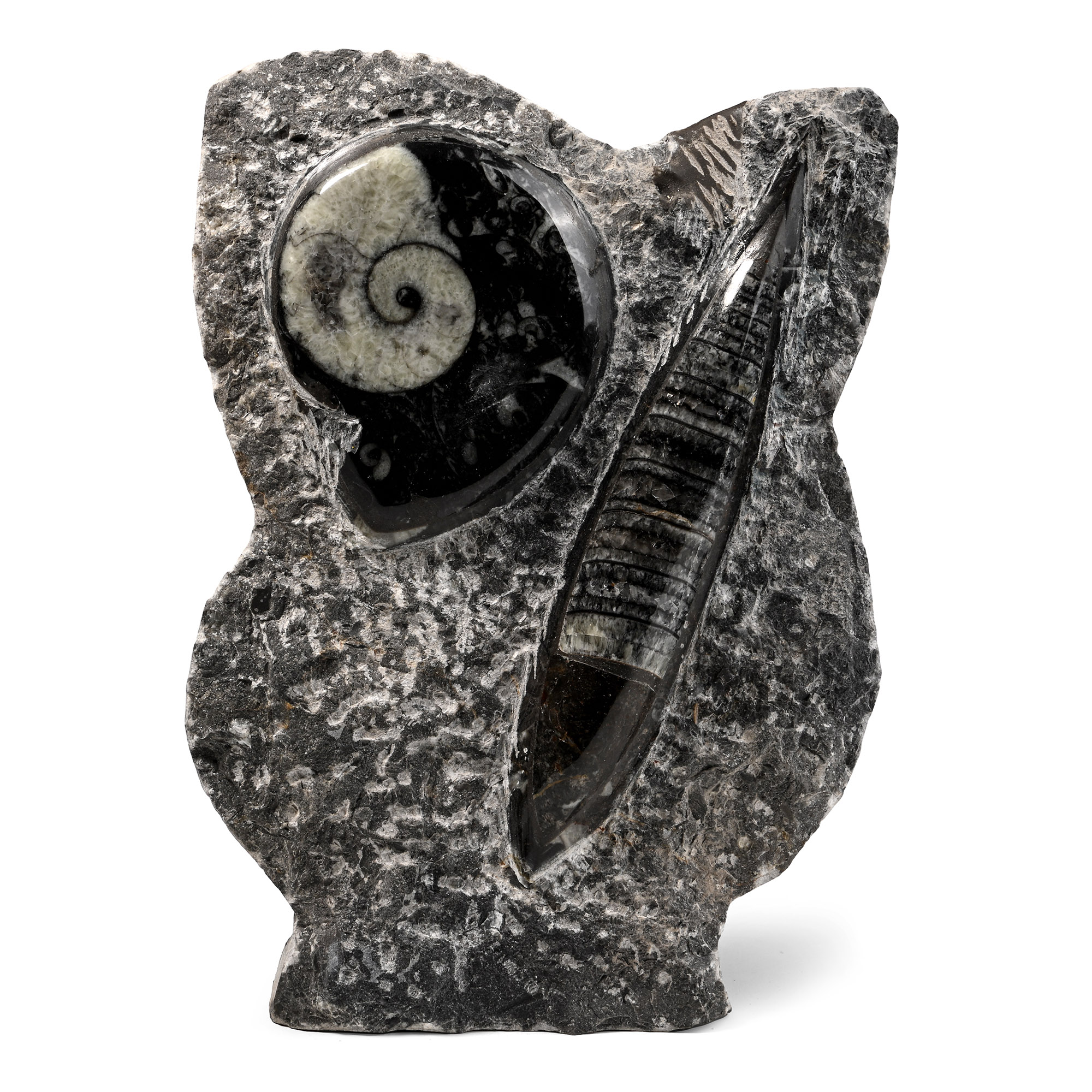 Fossil Goniatite and Orthoceras Display