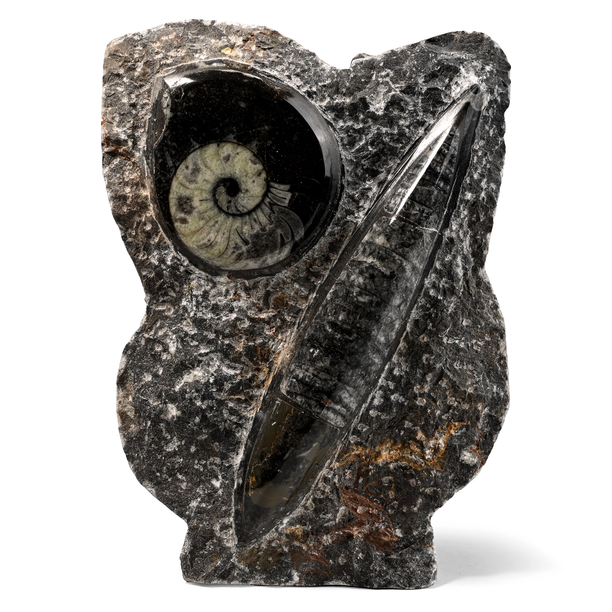 Fossil Goniatite and Orthoceras Display Stand