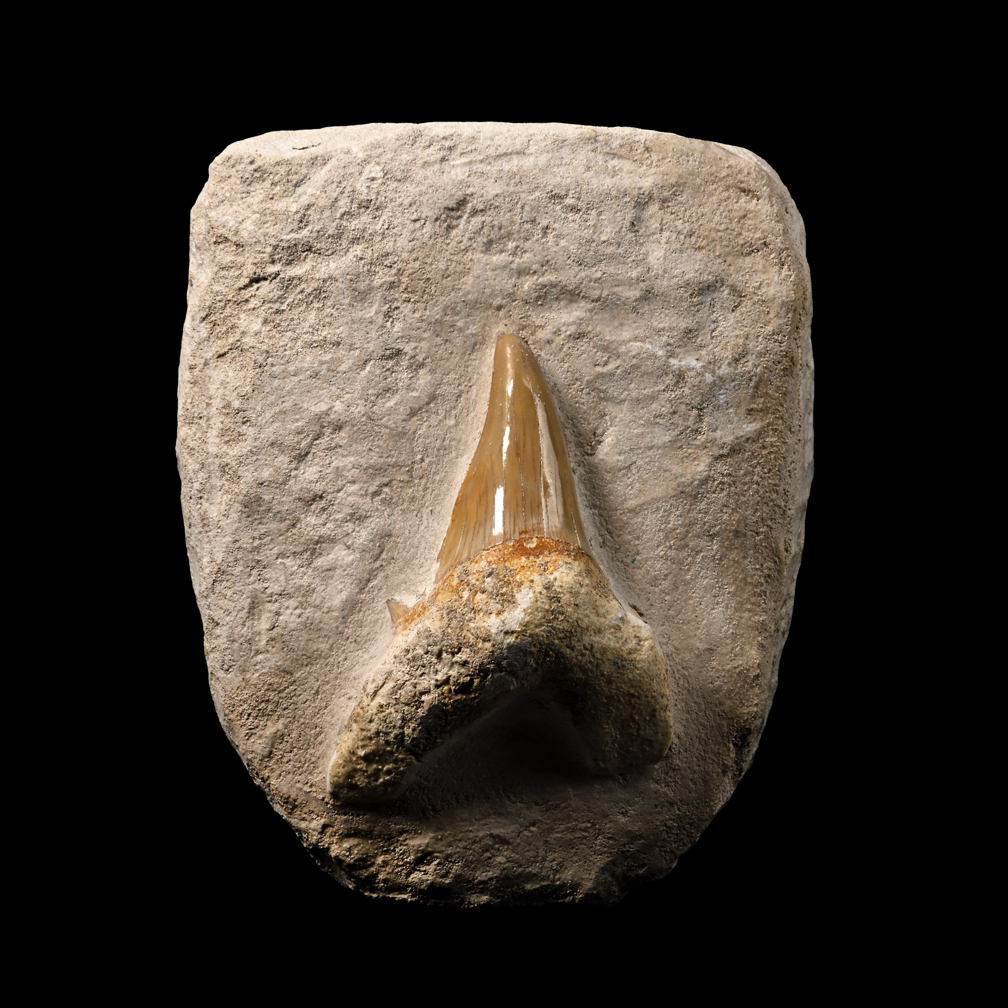 Fossil Otodus Extinct Shark Tooth Display