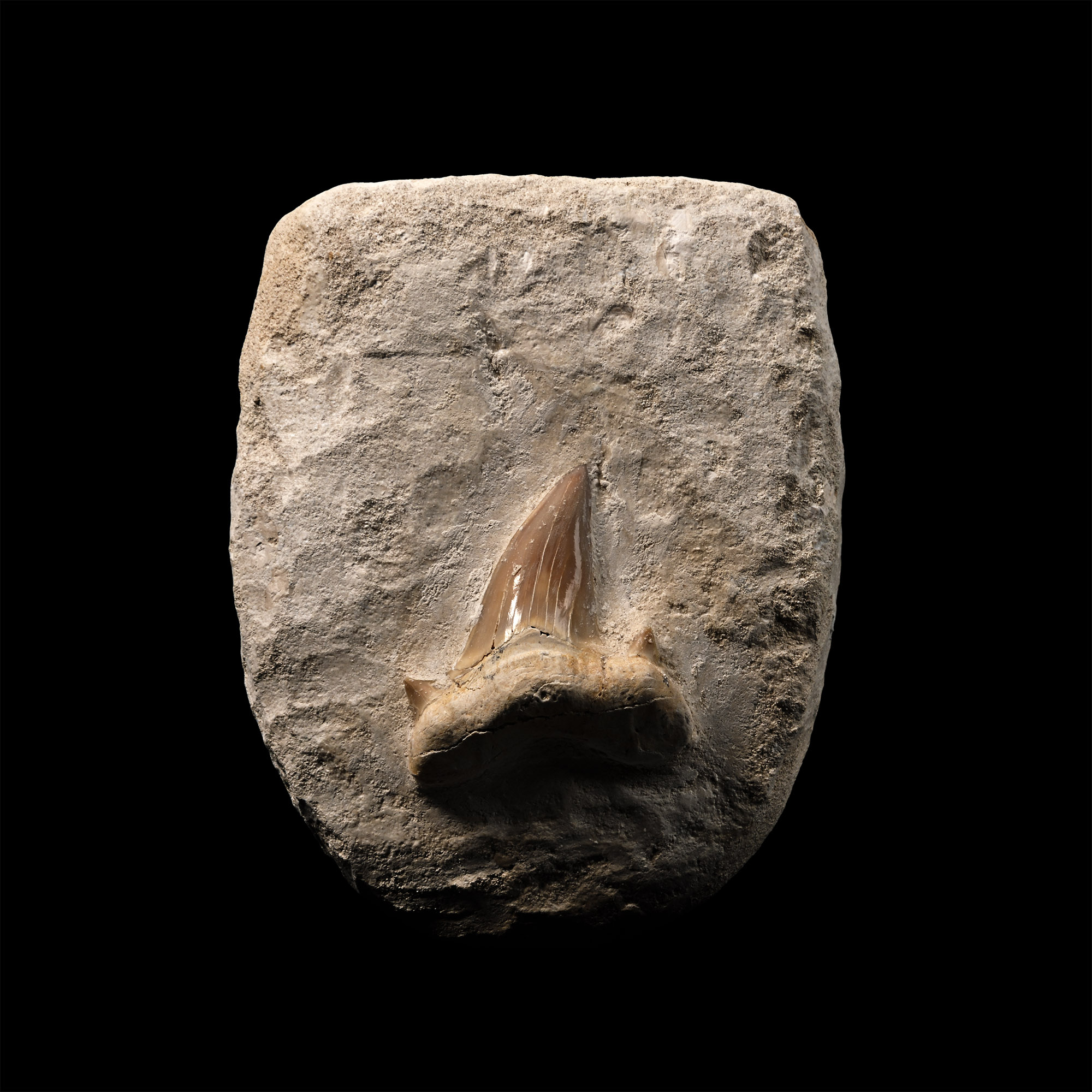 Otodus Extinct Shark Fossil Tooth Display