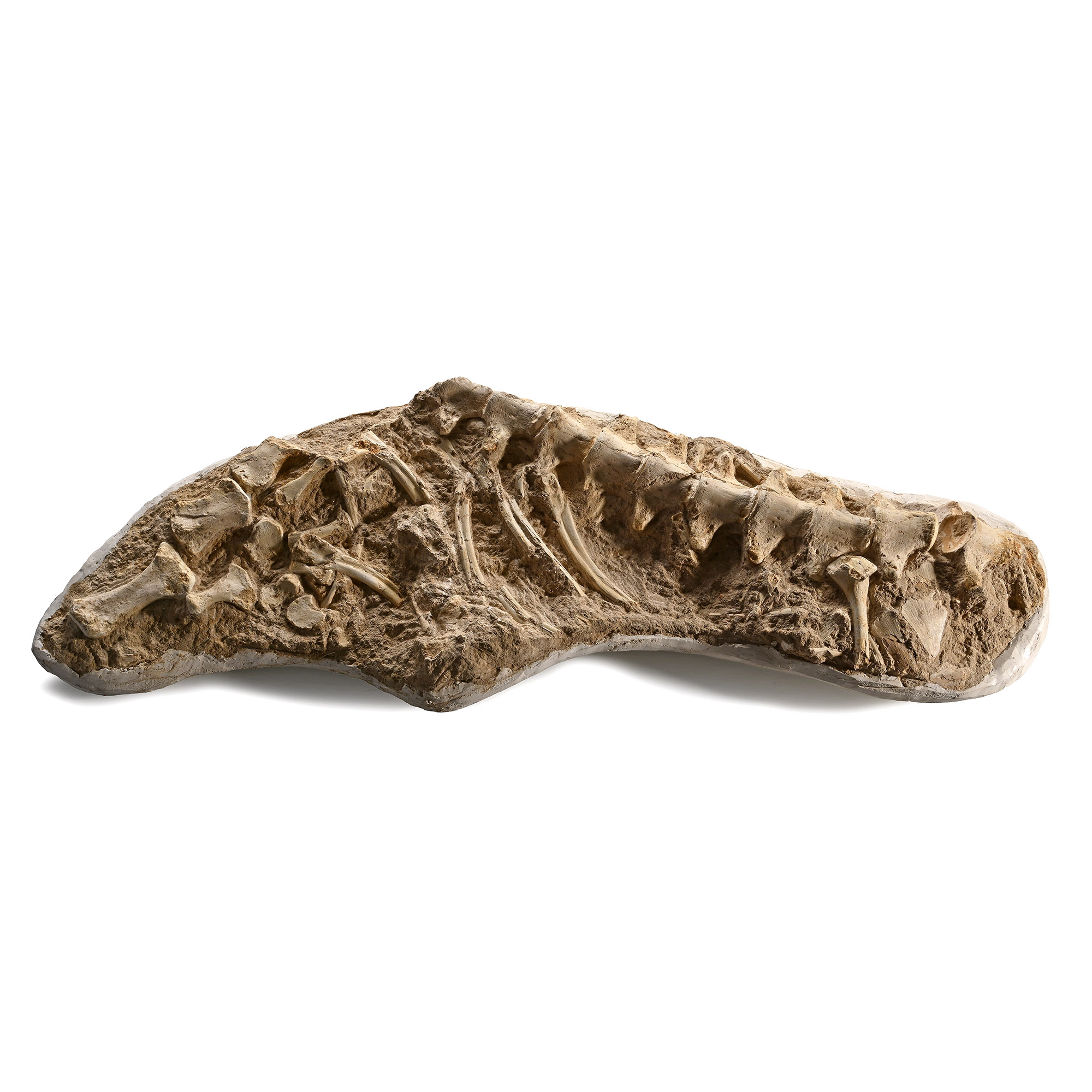 Mosasaur 'Marine Dinosaur' Fossilised Part Paddle, Ribs and Vertebrae