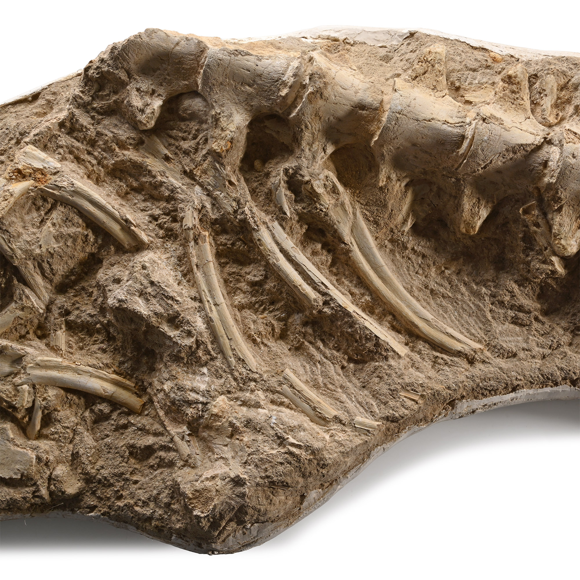 Mosasaur 'Marine Dinosaur' Fossilised Part Paddle, Ribs and Vertebrae