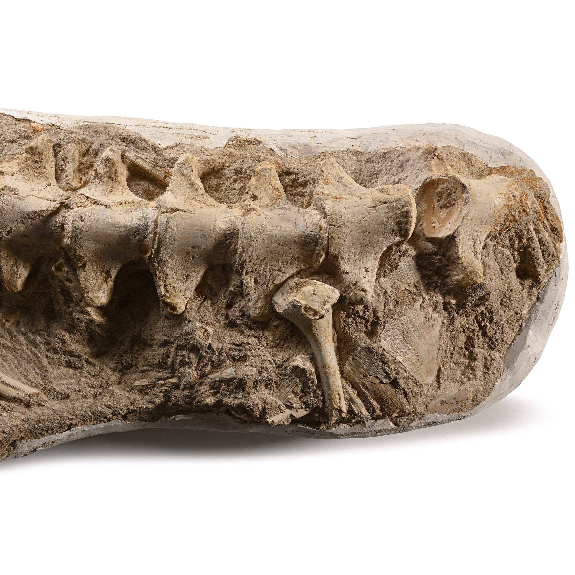 Mosasaur 'Marine Dinosaur' Fossilised Part Paddle, Ribs and Vertebrae