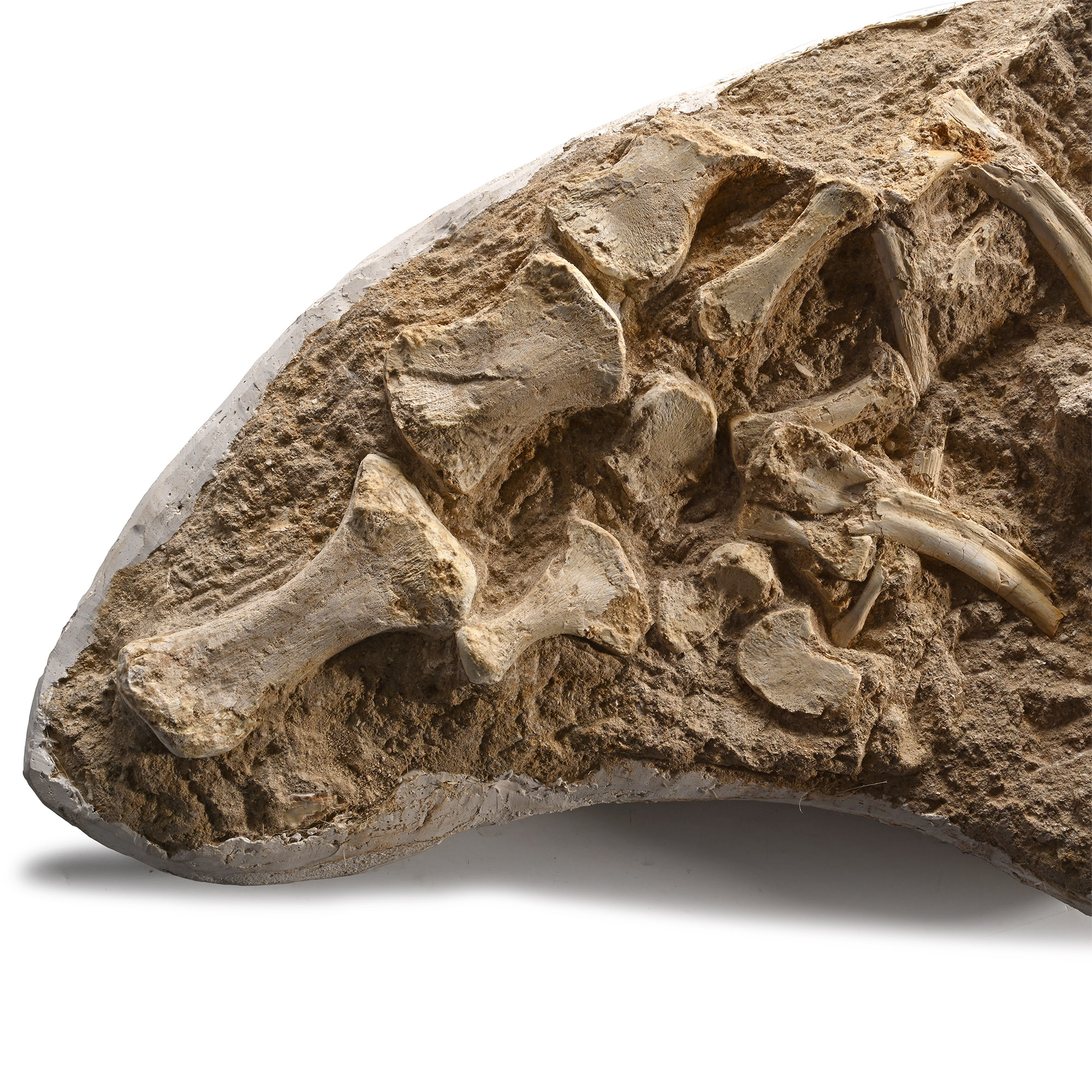 Mosasaur 'Marine Dinosaur' Fossilised Part Paddle, Ribs and Vertebrae