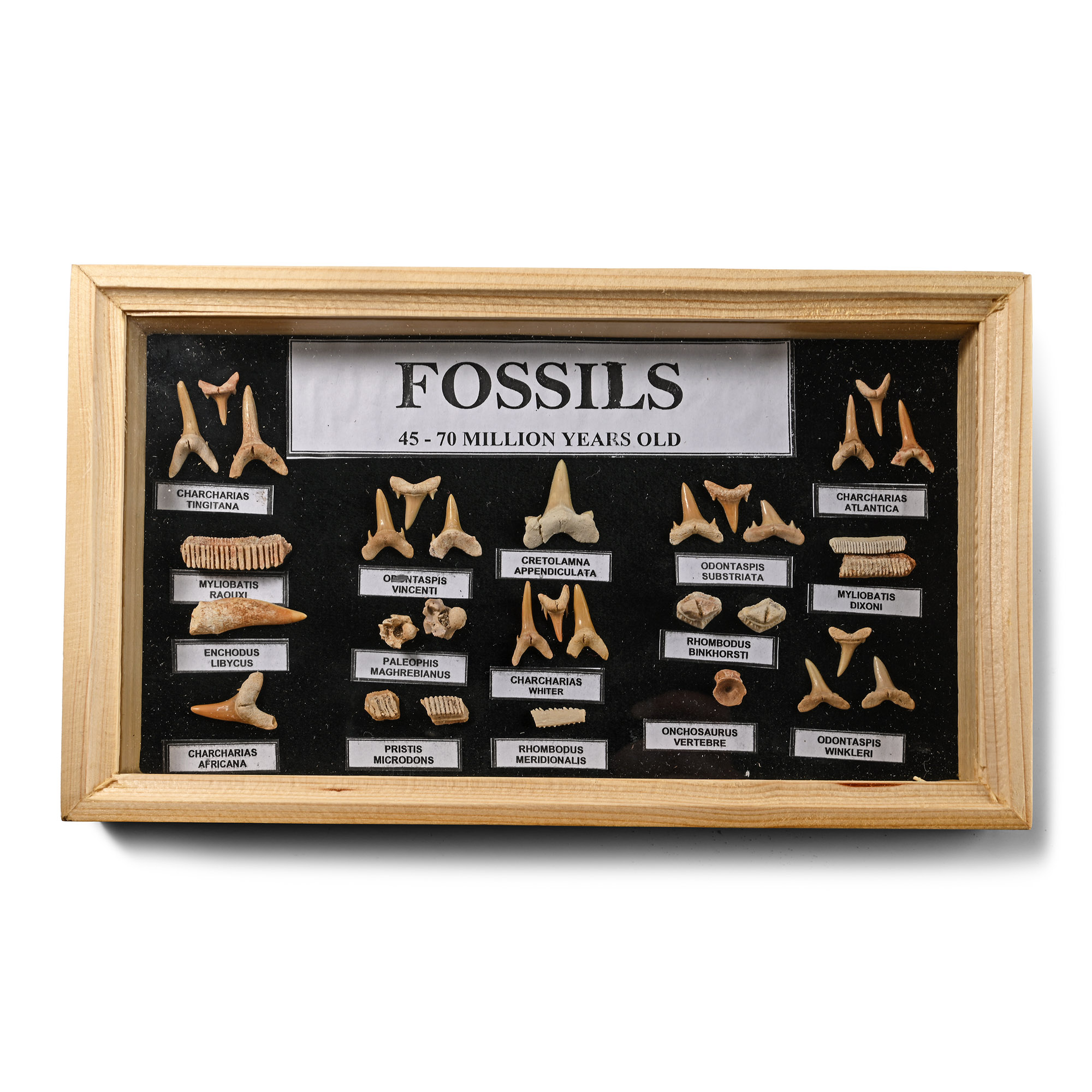 Fossil Shark Teeth and Bone Display