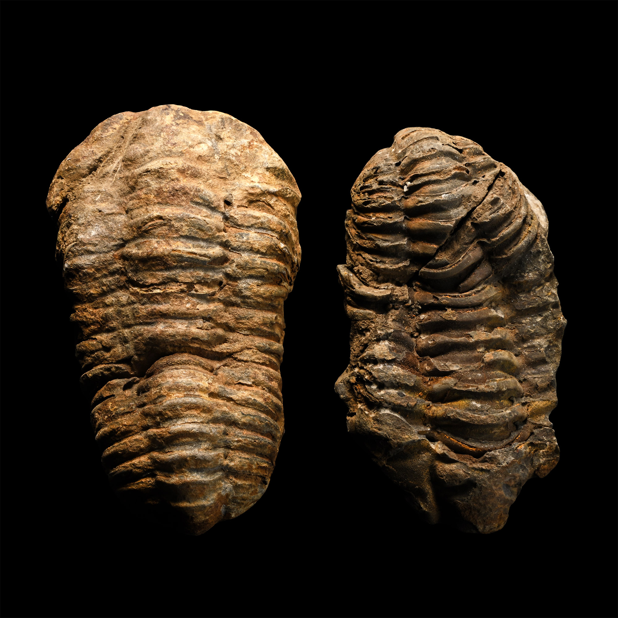 Fossil Flexicalymene Trilobite Group