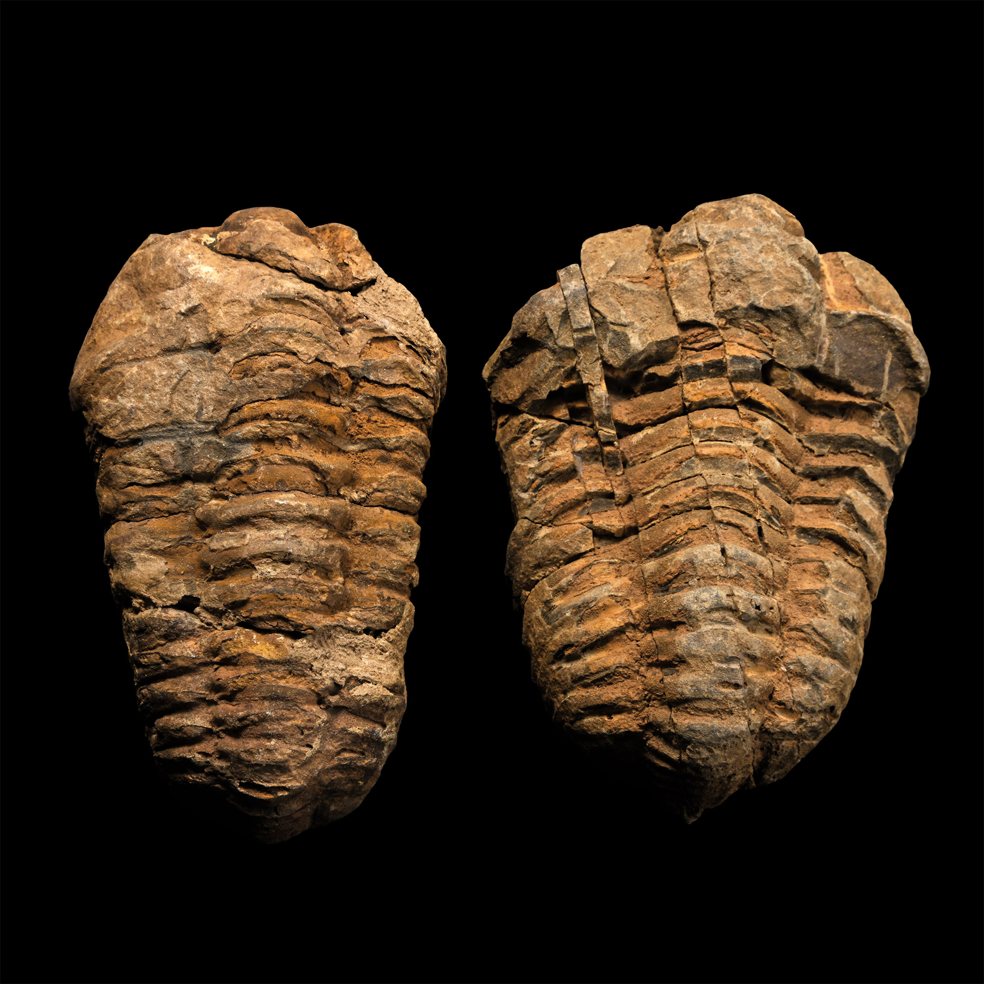 Fossil Flexicalymene Trilobite Pair