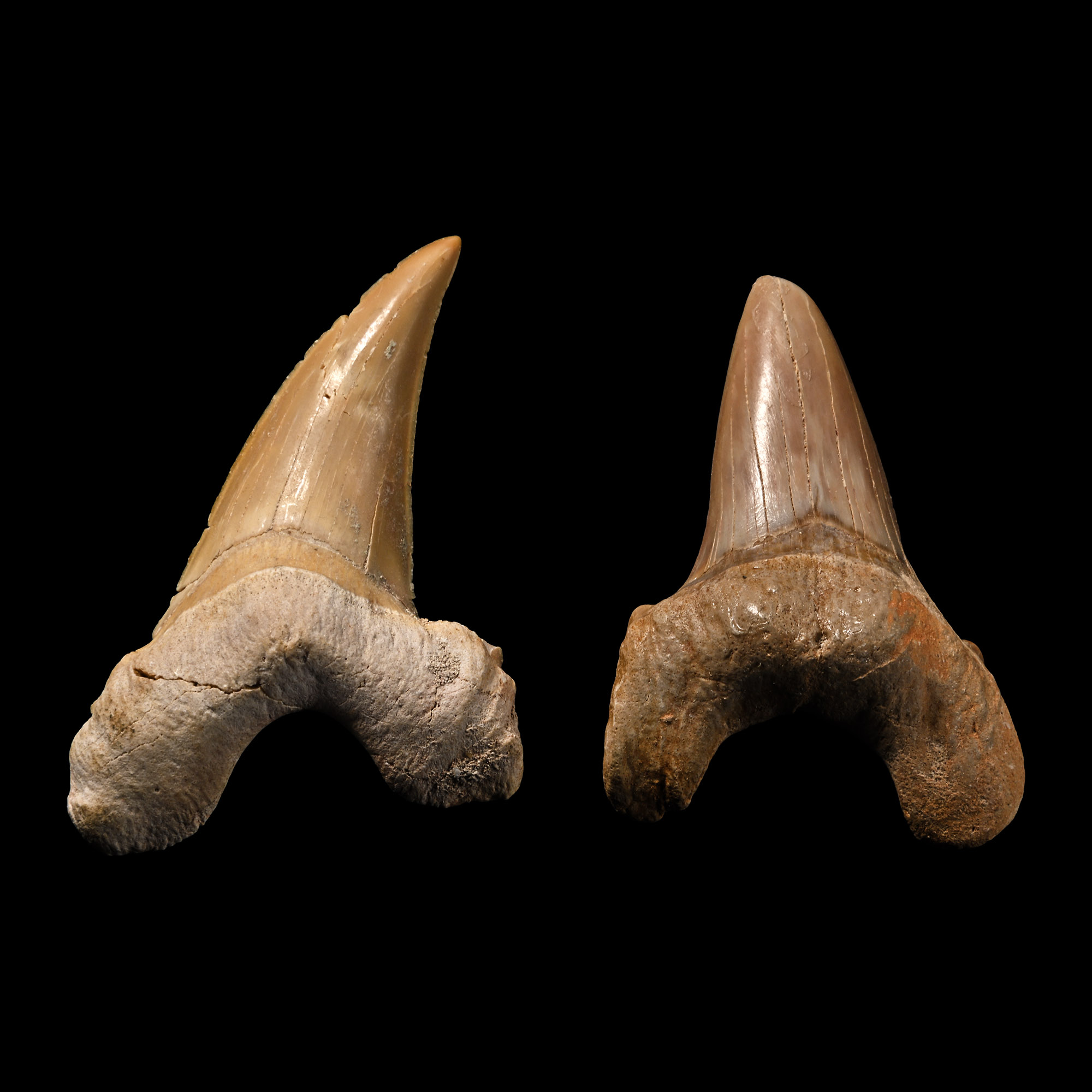 Two Large Otodus Extinct Shark's Fossil Teeth