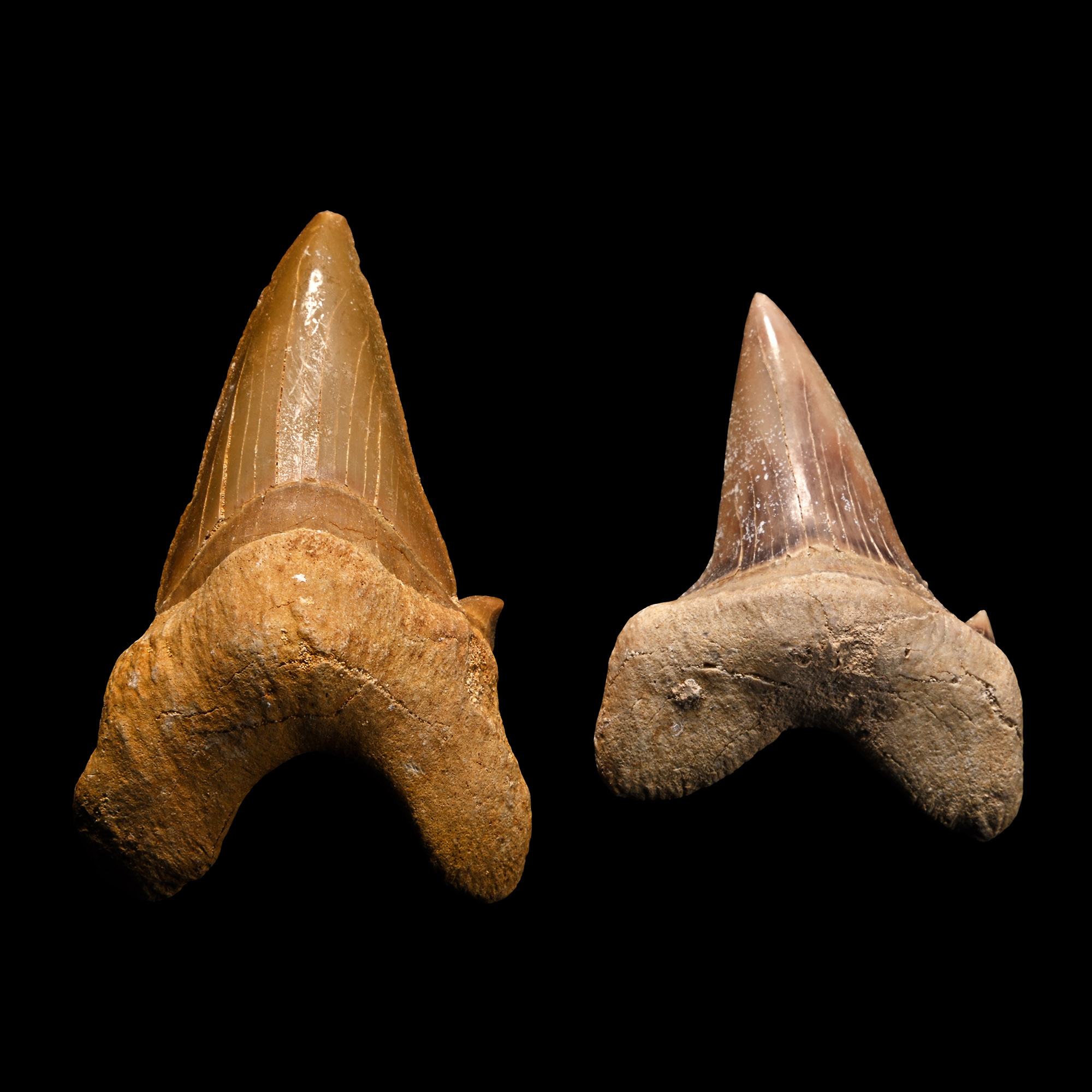 Large Otodus Extinct Shark Fossil Teeth Group