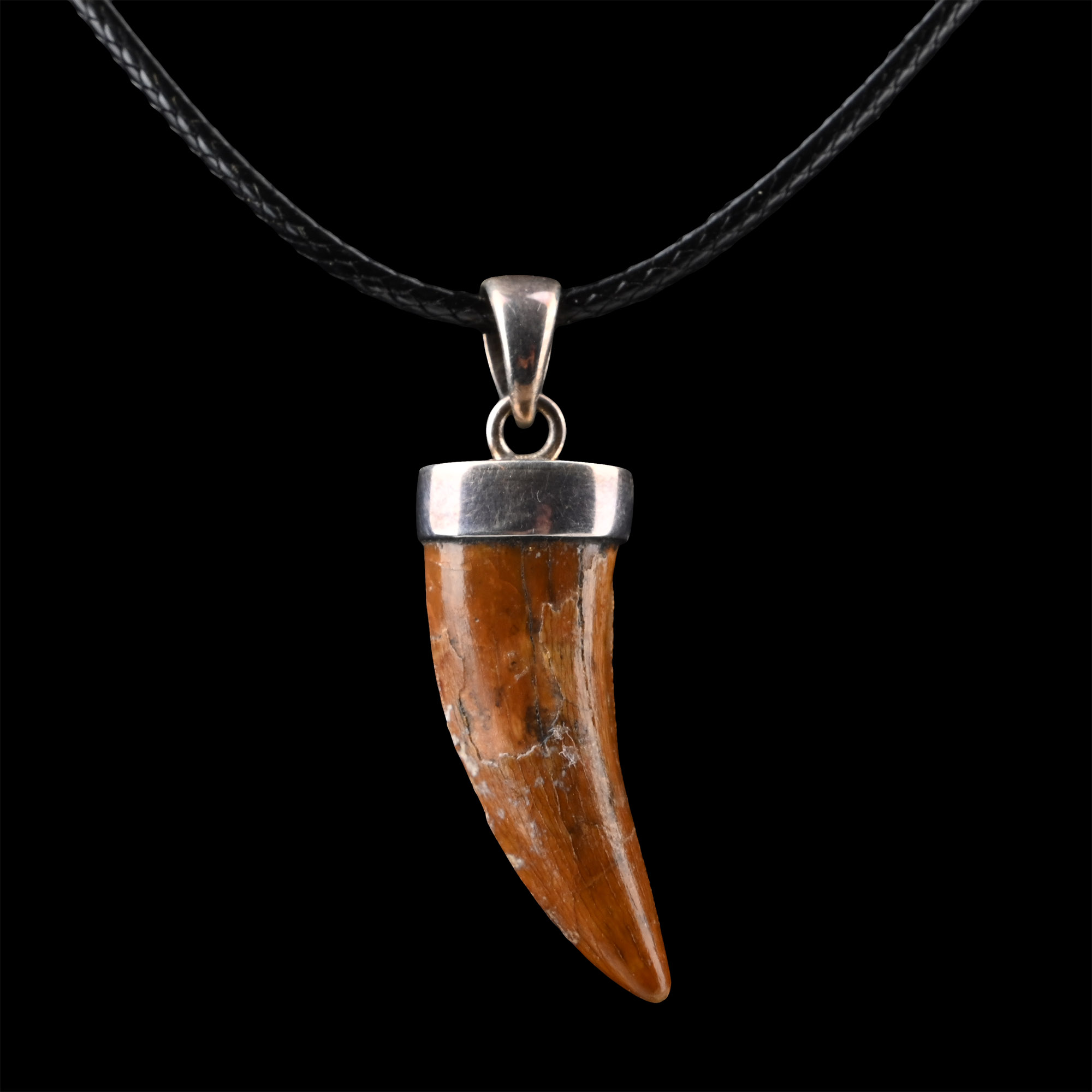 Spinosaurus Dinosaur Fossil Tooth Necklace