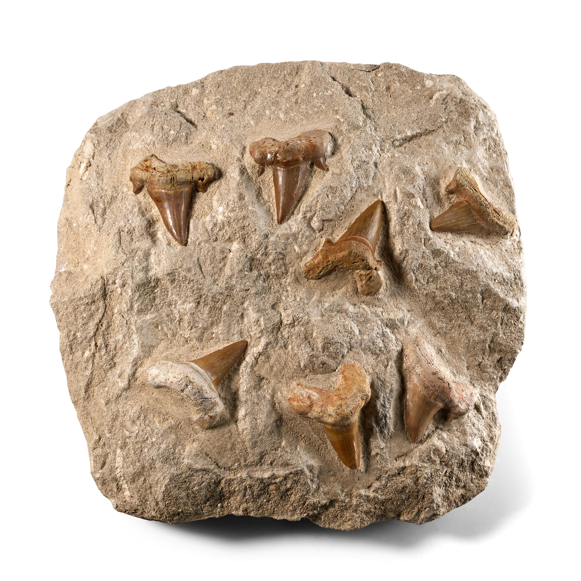 Multiple Otodus Extinct Shark Fossil Teeth Display