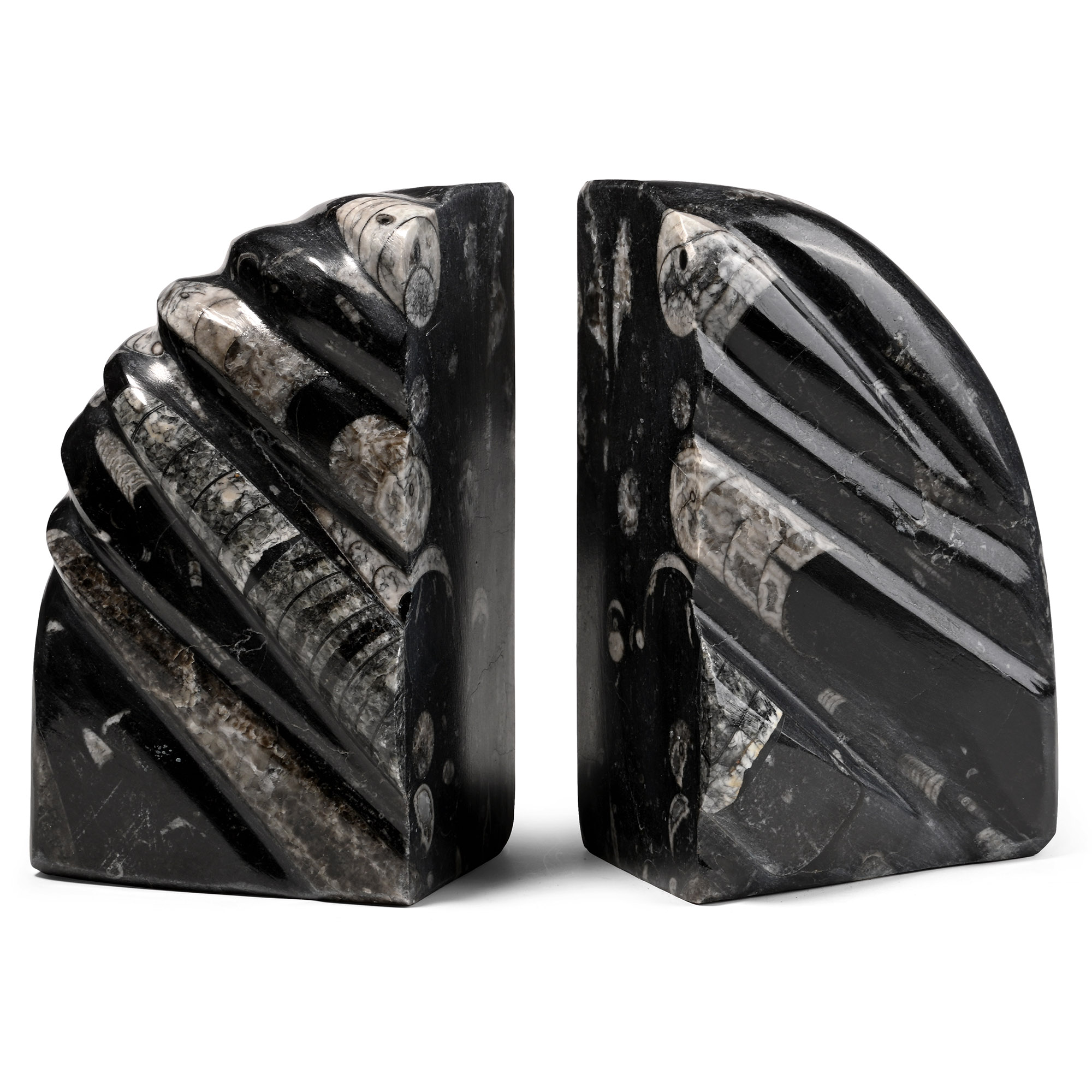 Polished Fossil Orthoceras Bookends