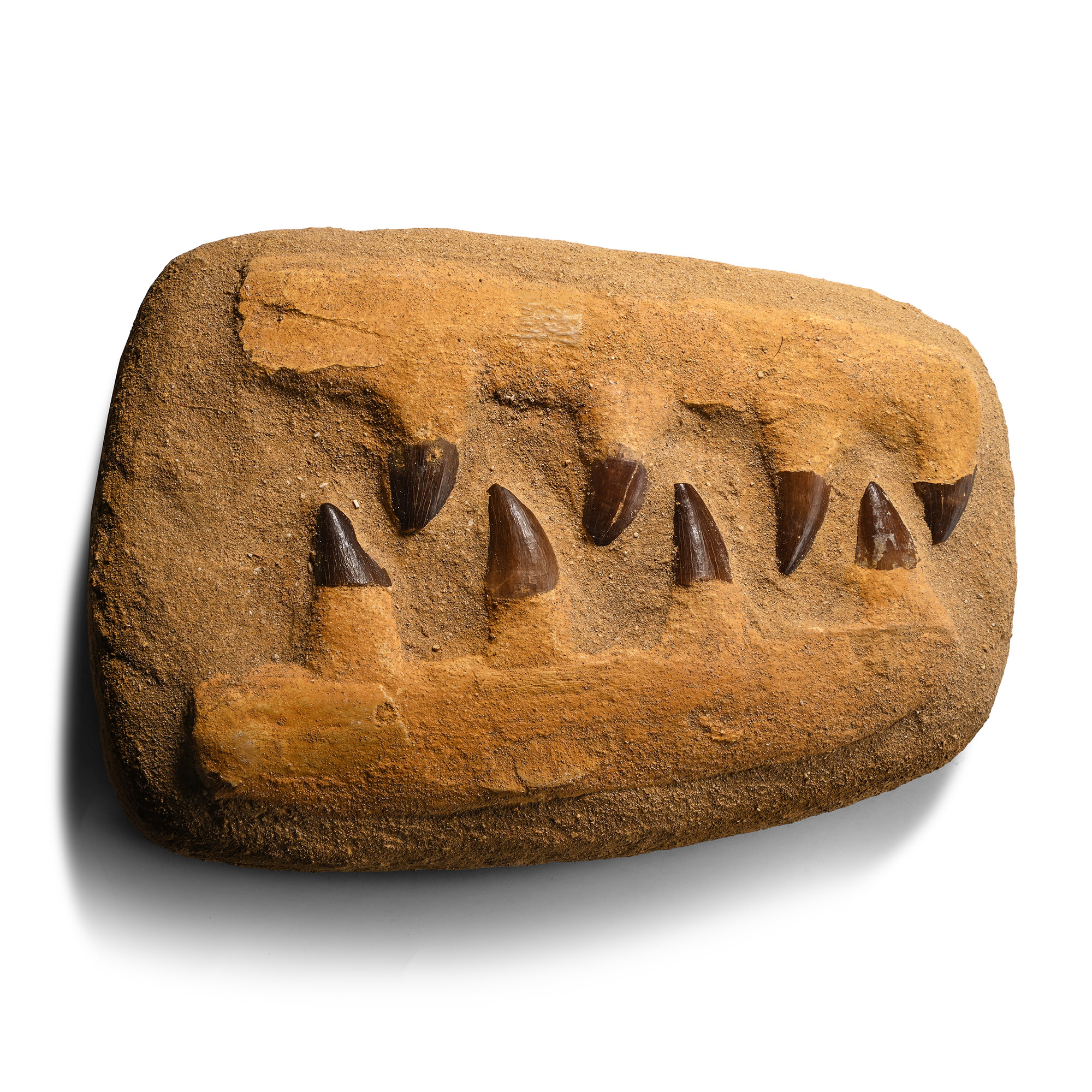 Mosasaur 'Marine Dinosaur' Fossil Teeth in Composite Jaw