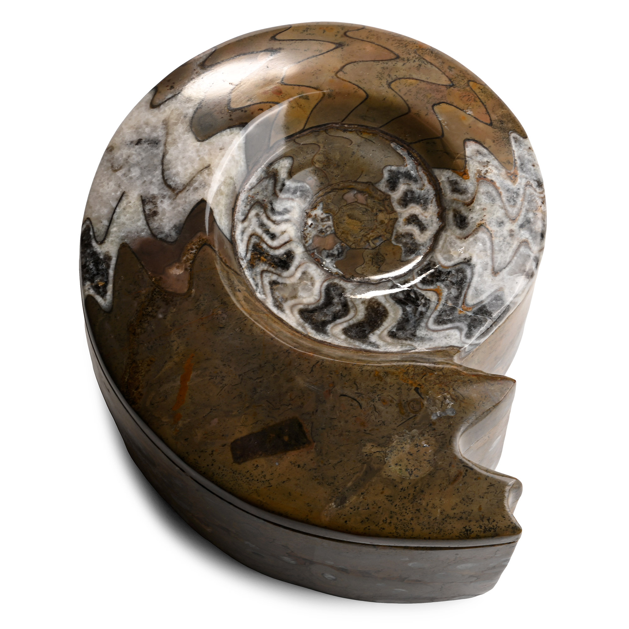 Fossil Goniatite Polished Trinket Box
