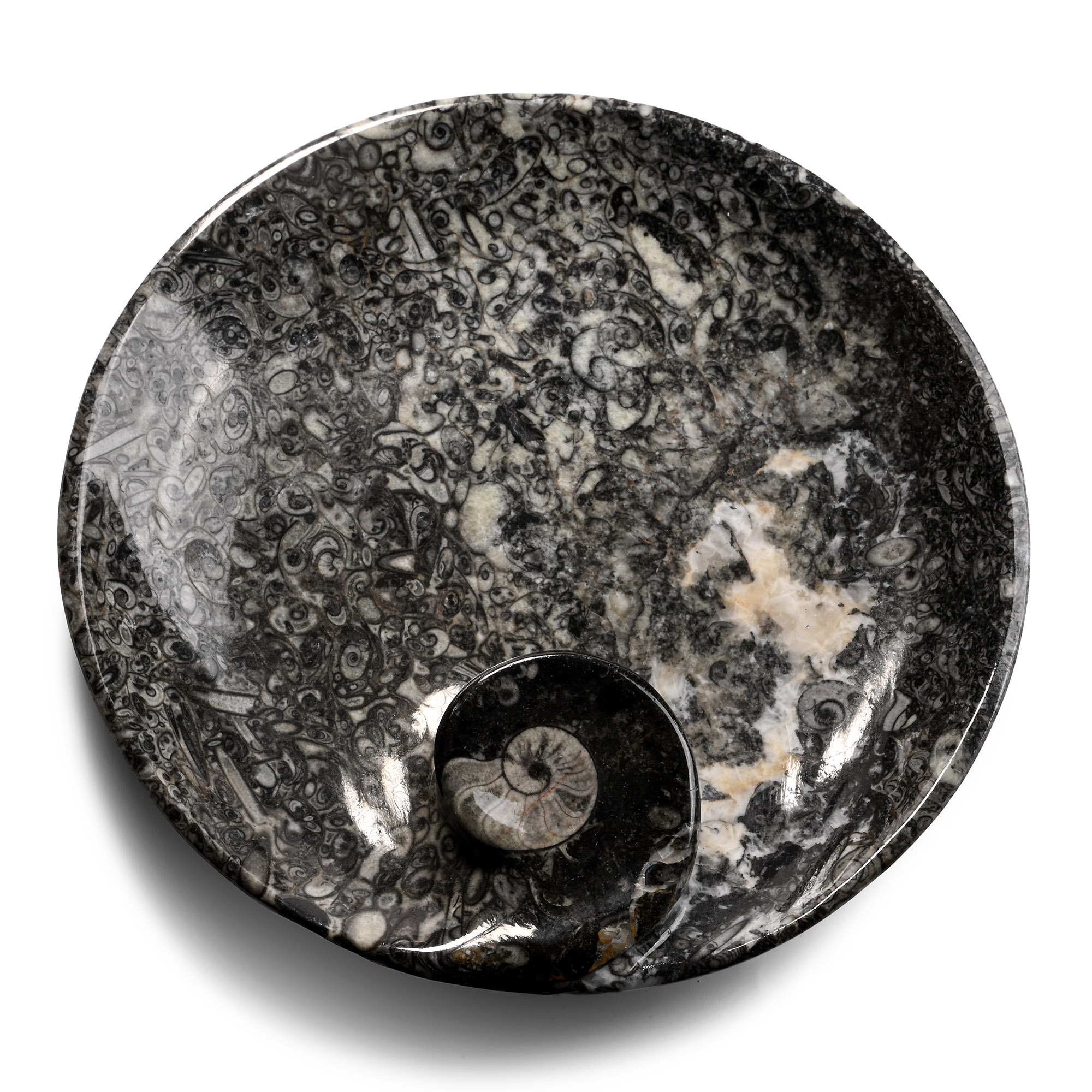 Fossil Goniatite Polished Round Dish
