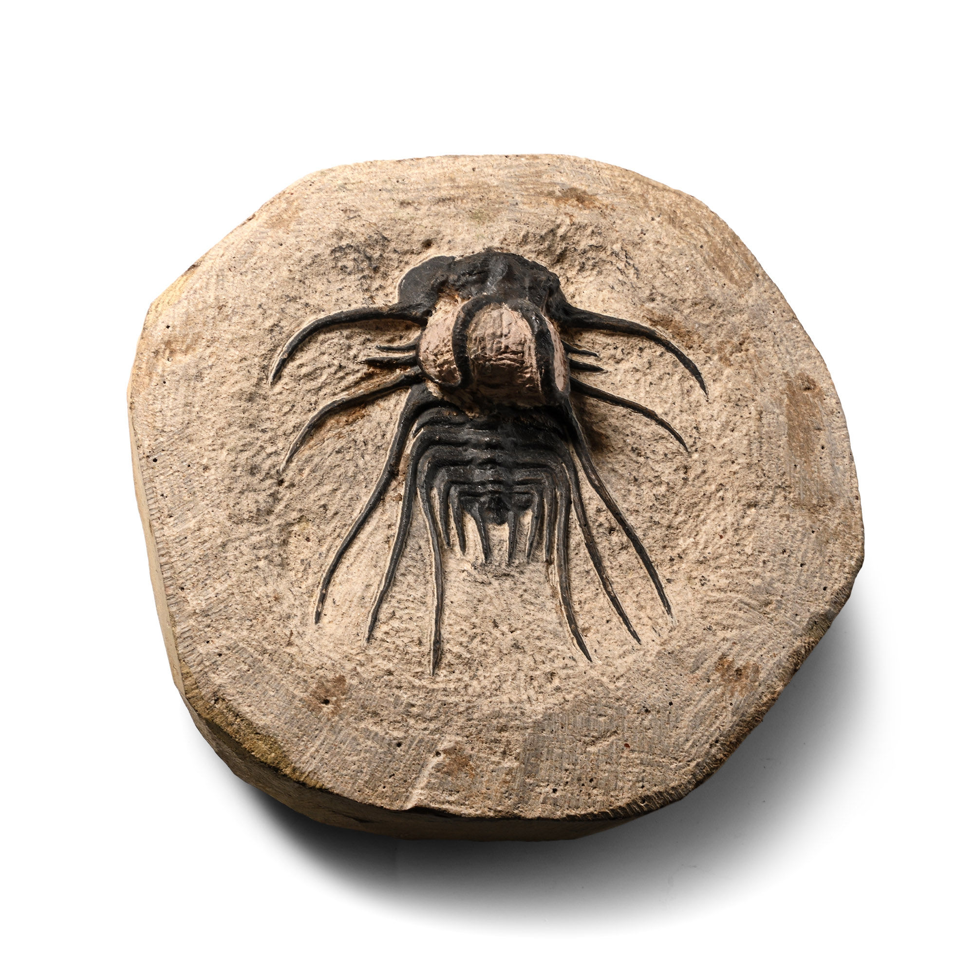 Dicranurus Fossil Trilobite in Matrix