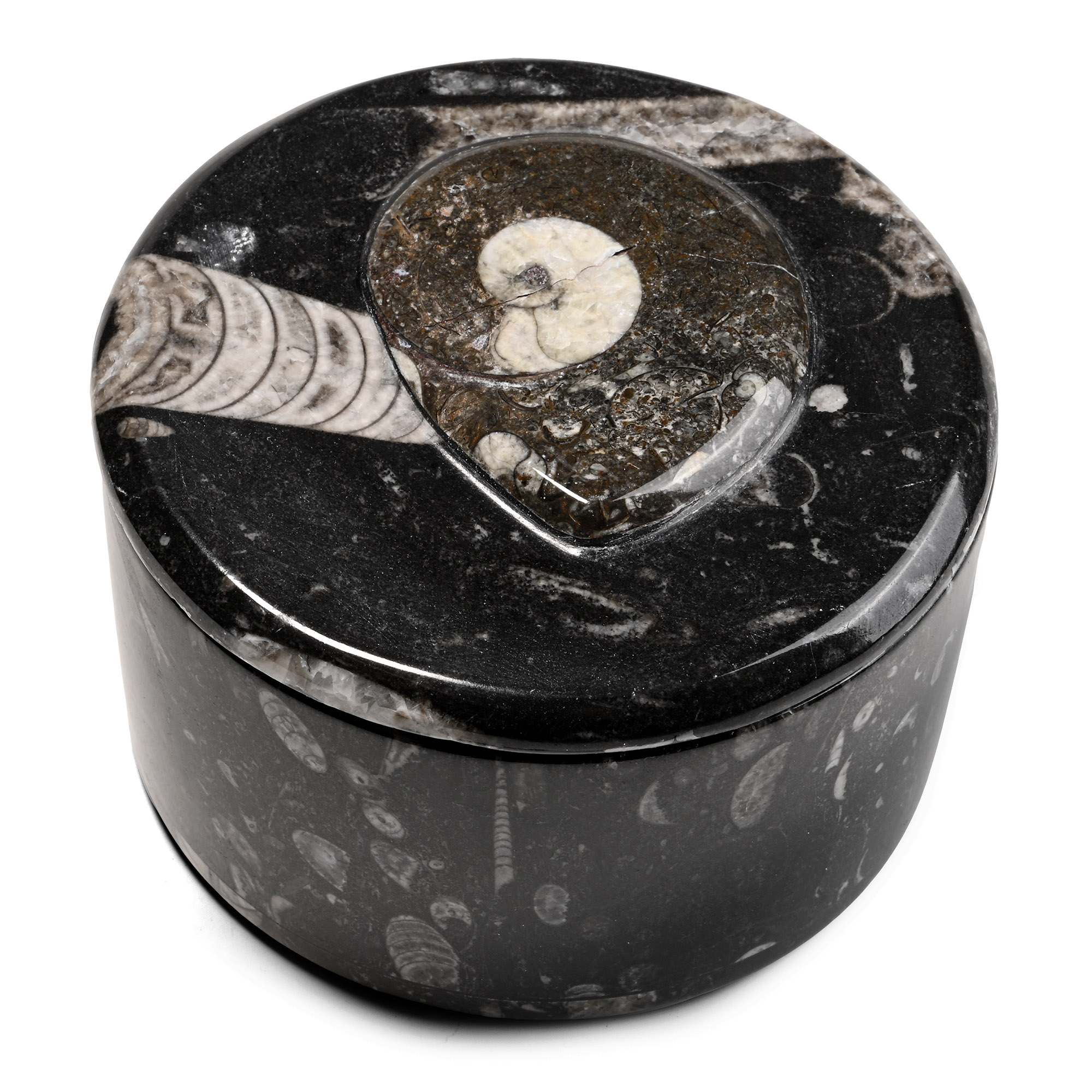 Fossil Goniatite Polished Round Trinket Box