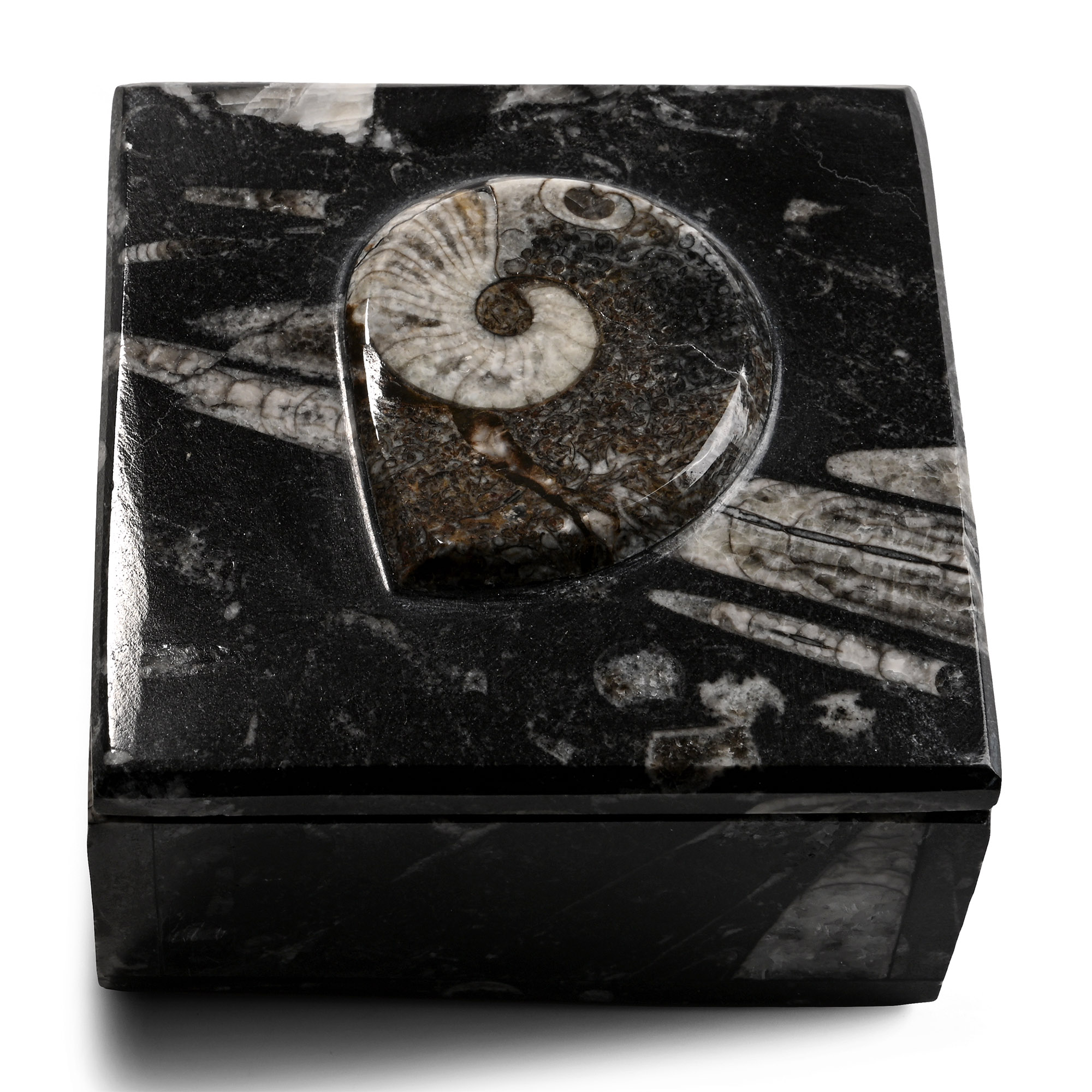 Fossil Goniatite Polished Square Trinket Box