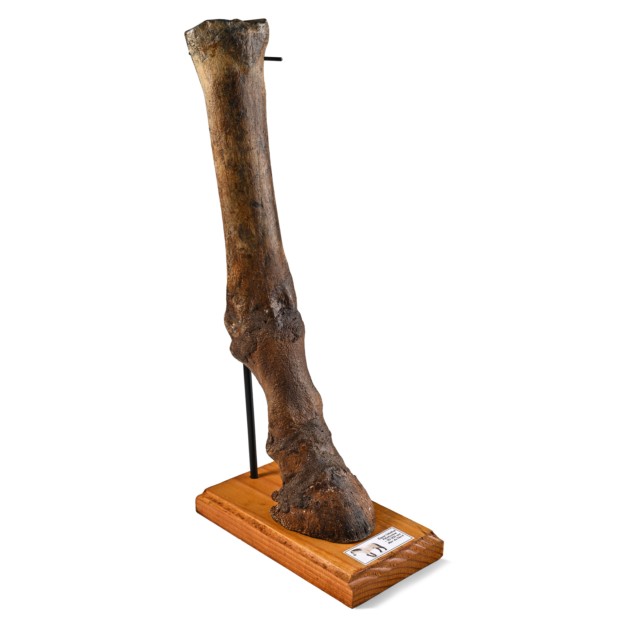 Ice Age Horse Fossil Leg Bone