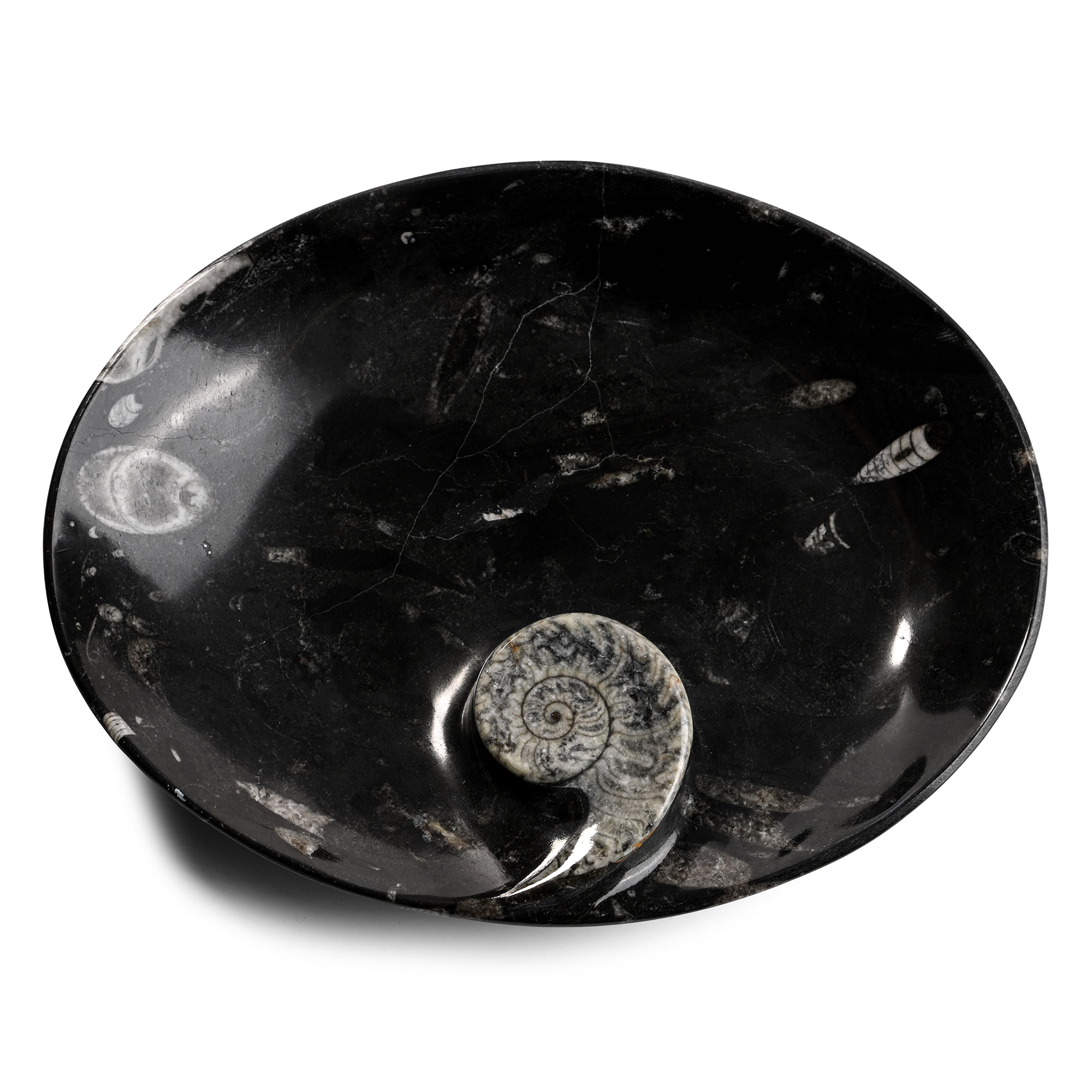 Oval Fossil Goniatite Dish