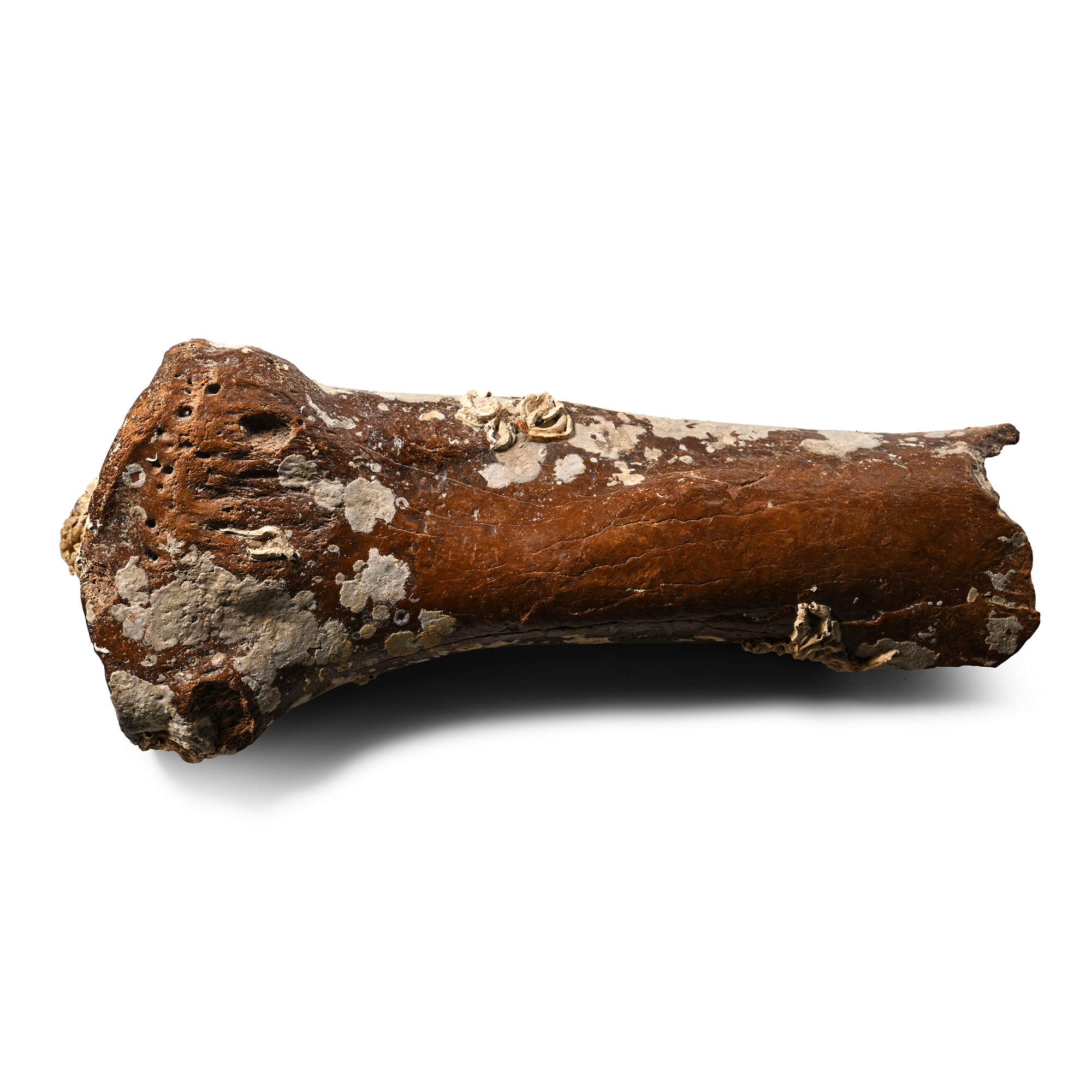 Large Woolly Mammoth Leg Bone